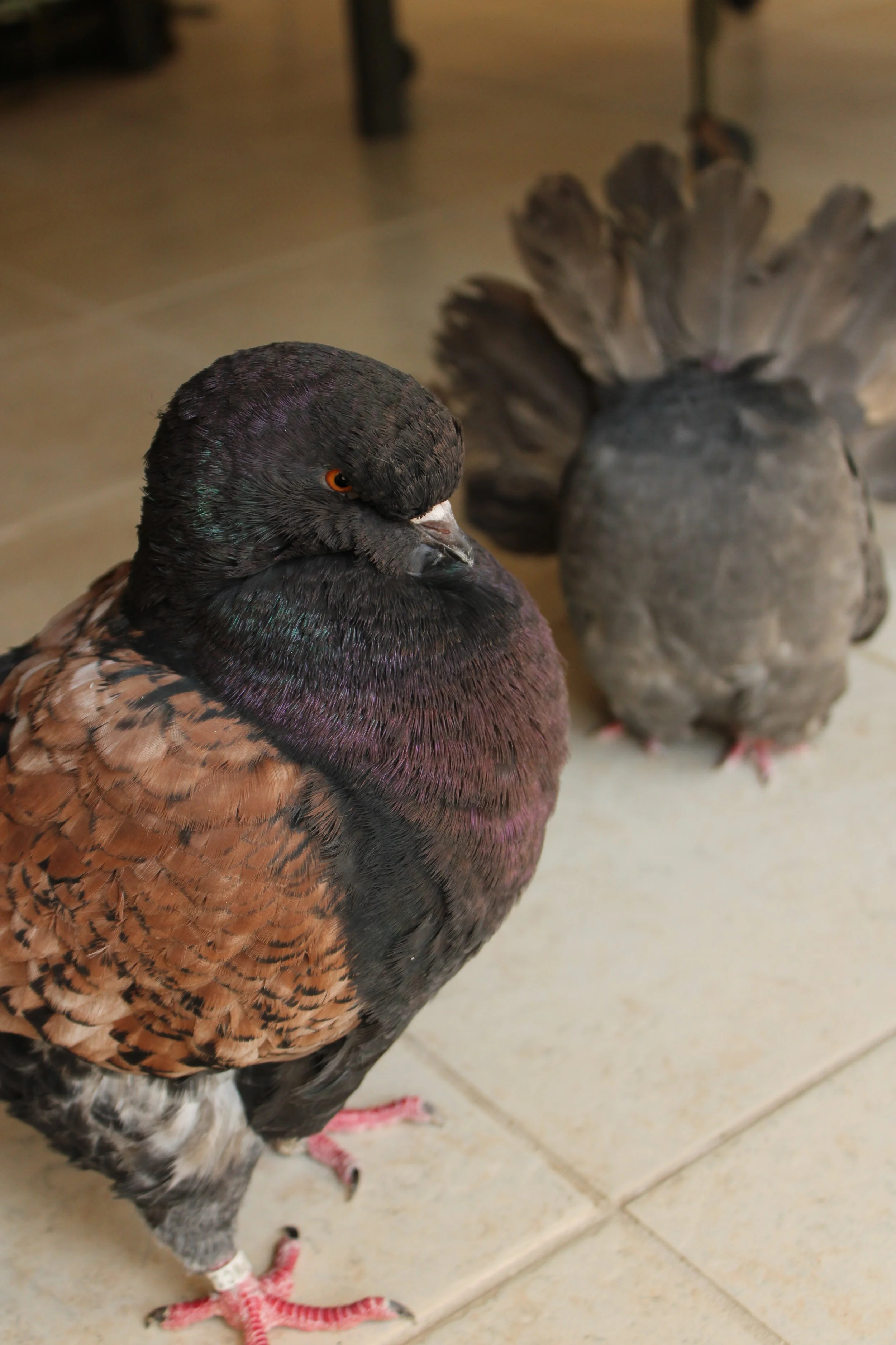 OKC Pigeon Museum