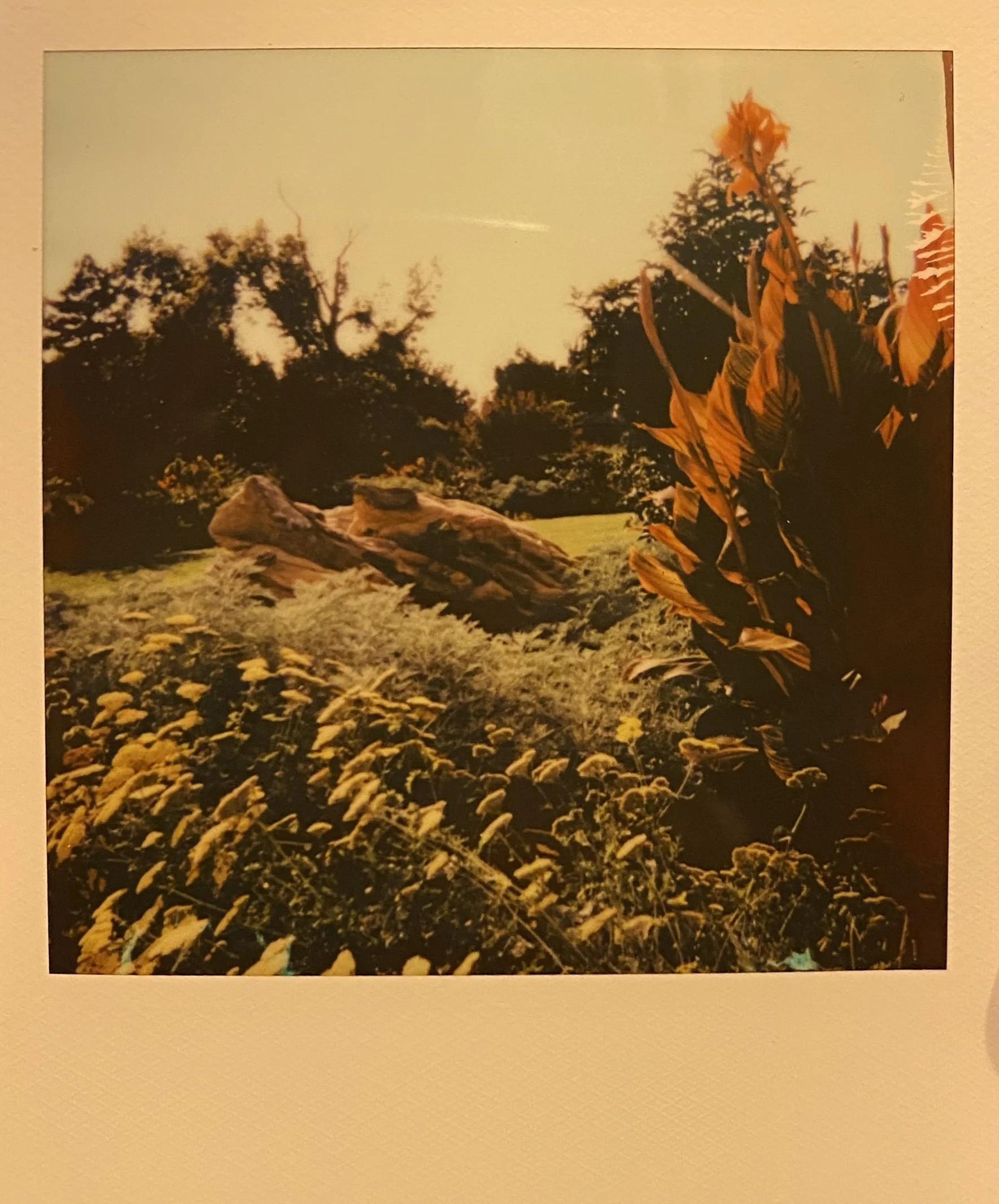 Polaroid of Will Rogers Gardens