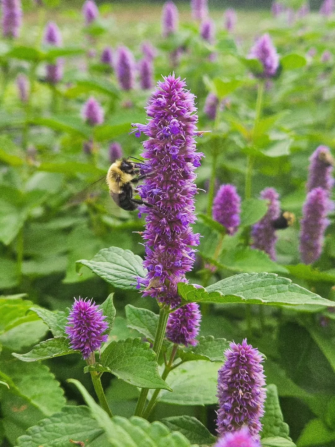 Aujourd'hui, nous r&eacute;coltons de l'agastache pour remplir nos s&eacute;choirs avant la pluie.

Avec tant de r&eacute;coltes &agrave; cette p&eacute;riode de l'ann&eacute;e, il est difficile de g&eacute;rer l'espace de nos s&eacute;choirs, surtou
