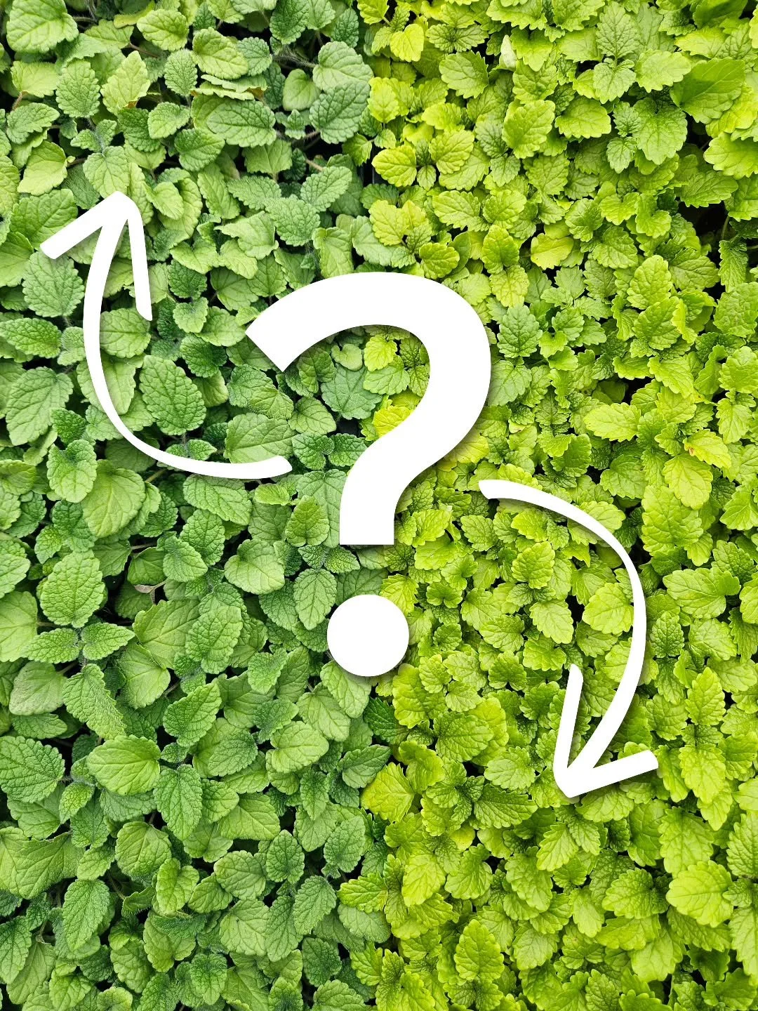 Que se passe-t-il ici? 

&Agrave; droite, la m&eacute;lisse&hellip; &agrave; gauche, un tout nouveau produit&nbsp;! 

Nous avons quelque chose de tr&egrave;s excitant &agrave; annoncer bient&ocirc;t&nbsp;! 

Pouvez-vous deviner de quelle herbe il s'a