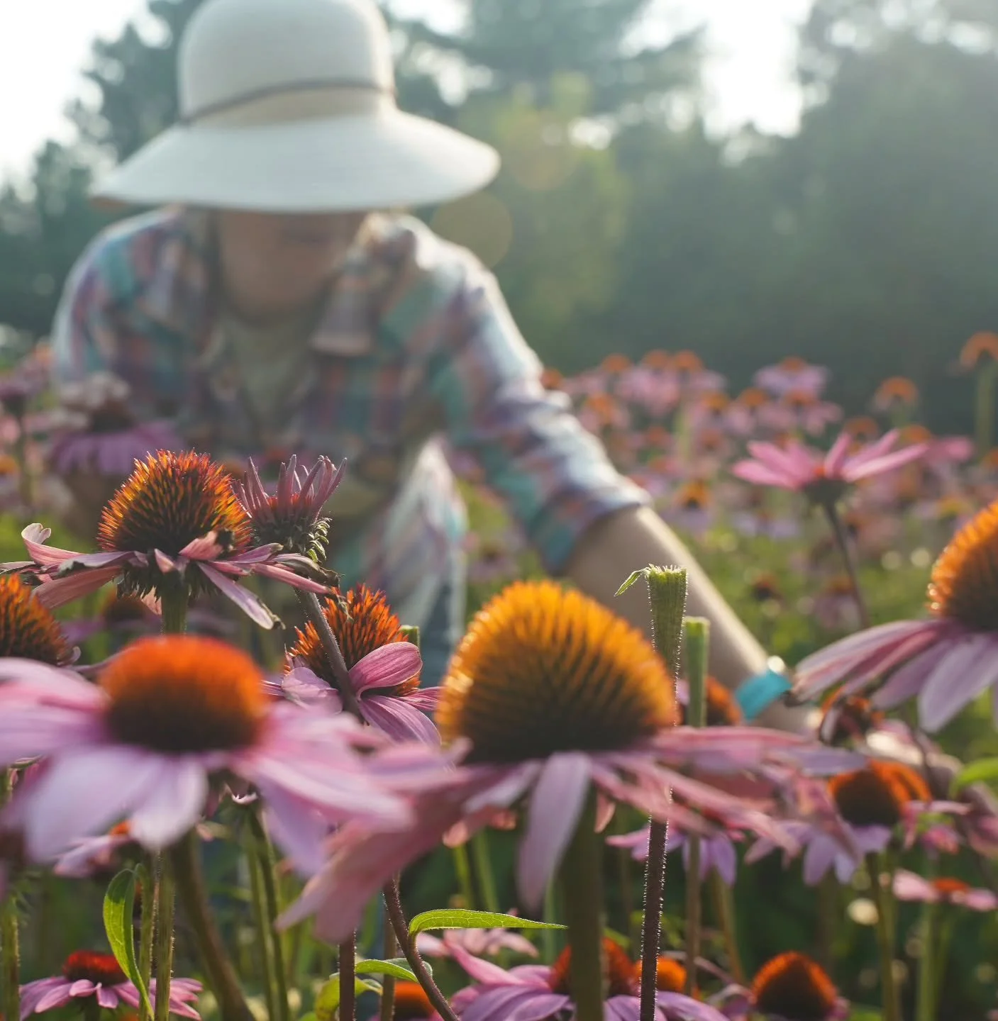 Les premi&egrave;res gel&eacute;es sont pr&eacute;vues dans notre r&eacute;gion cette nuit, alors nous nous d&eacute;p&ecirc;chons de rentrer les derni&egrave;res r&eacute;coltes les plus fragiles ! 

🥶🌼❄️ 

They're calling for the first frosts in 