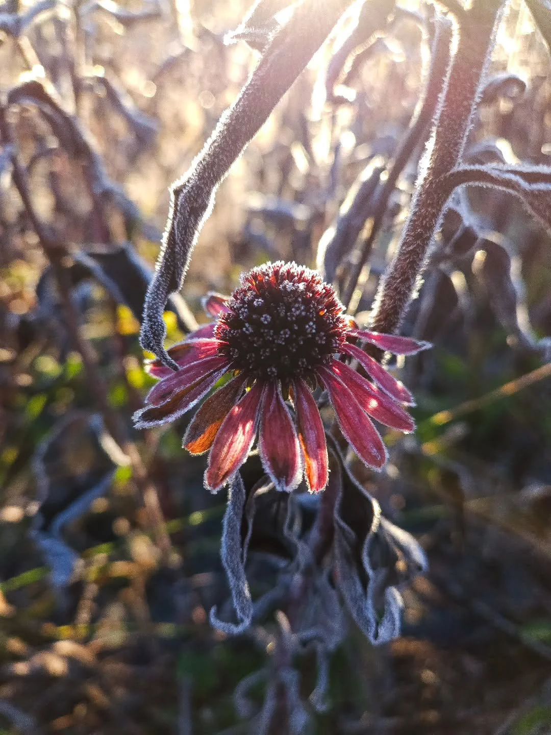 Et voil&agrave;, la saison des r&eacute;coltes est termin&eacute;e&hellip; plus ou moins. 

Pour nous, l'ouvrage avant les premi&egrave;res gel&eacute;es et la beaut&eacute; qui suit m&eacute;ritent d'&ecirc;tre c&eacute;l&eacute;br&eacute;s. 

Maint