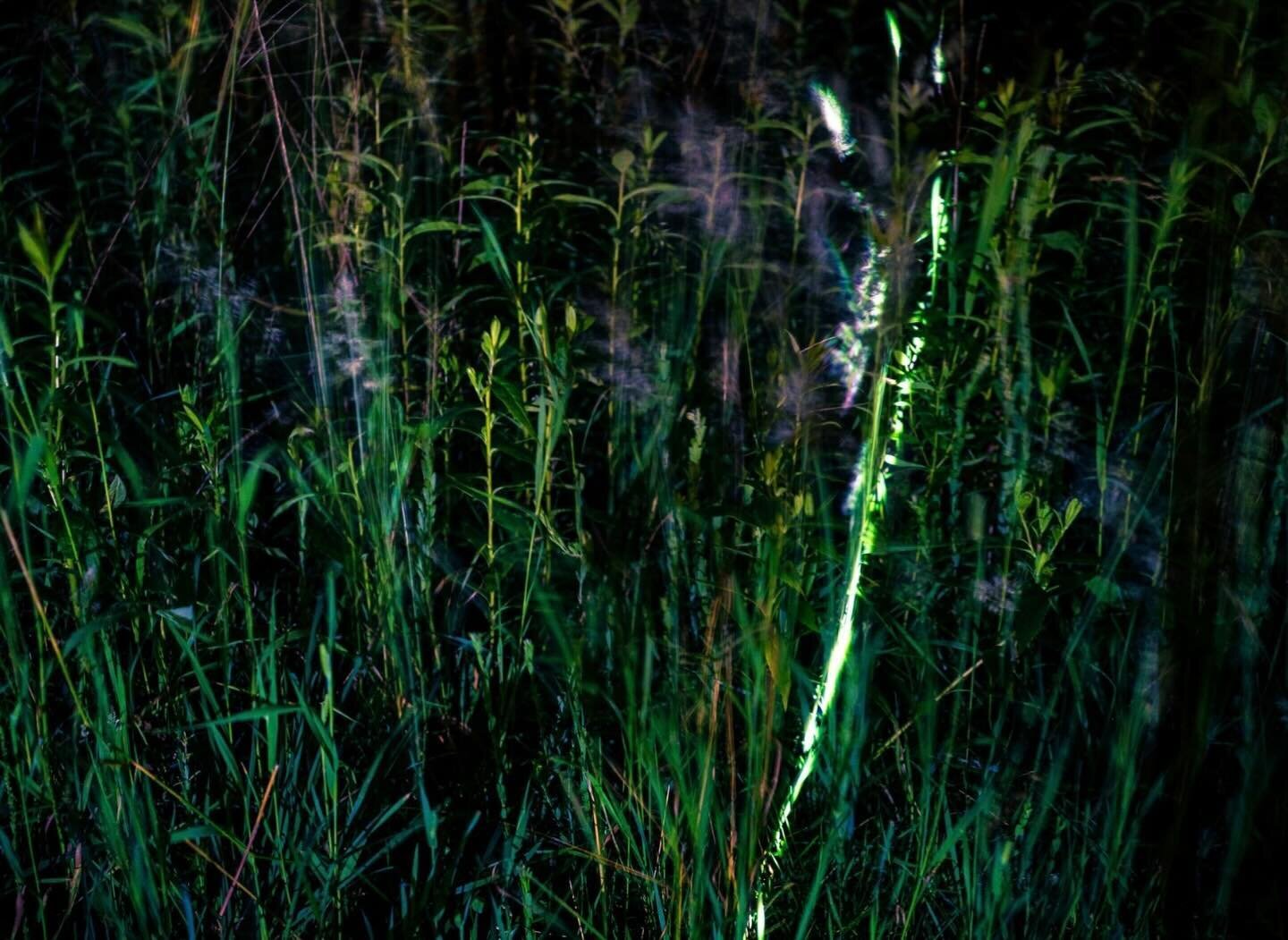 Tracing a Blade of Grass - series continued from the last post.

#projectionart #landart