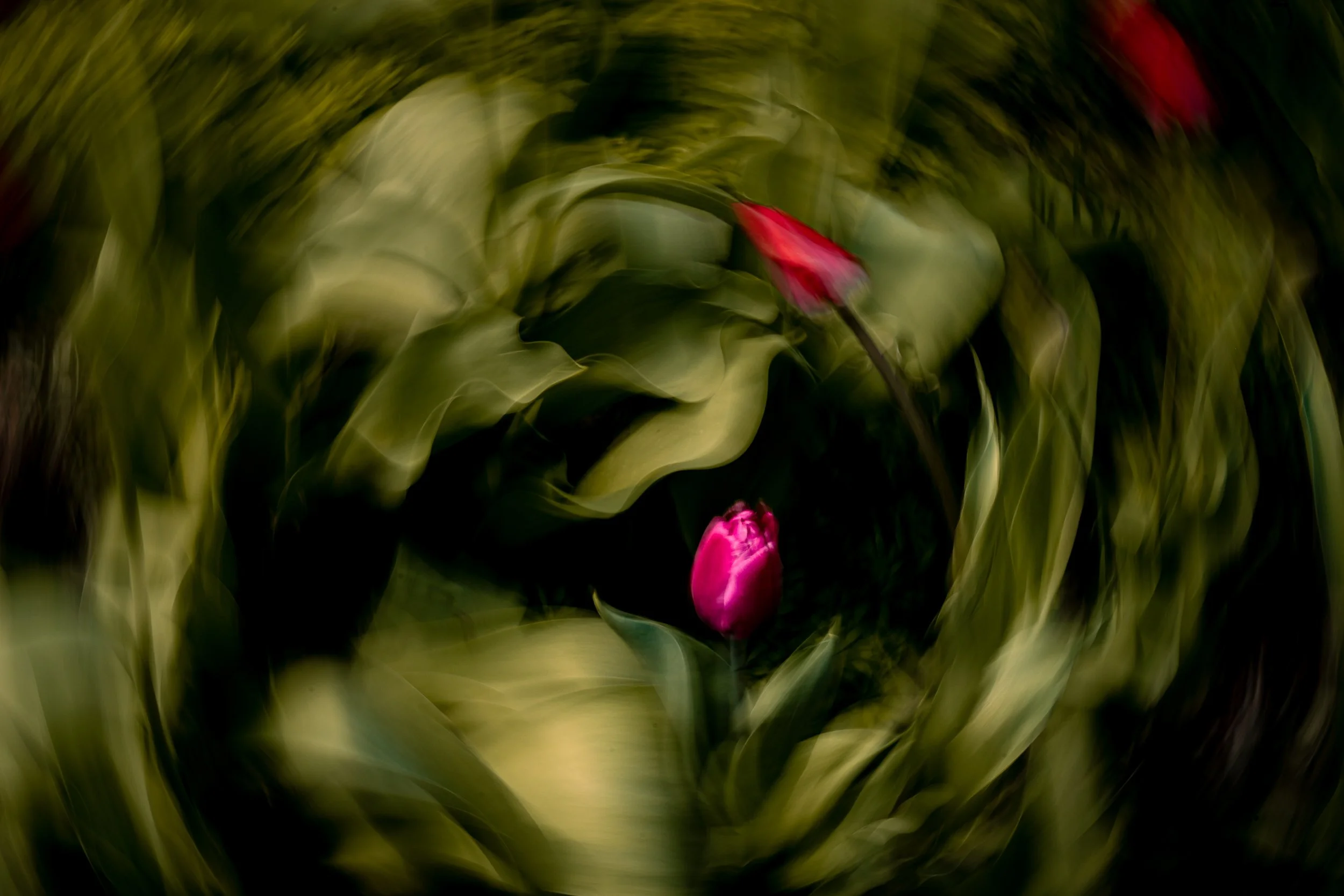 JP_ICM_tulip_042226.jpg