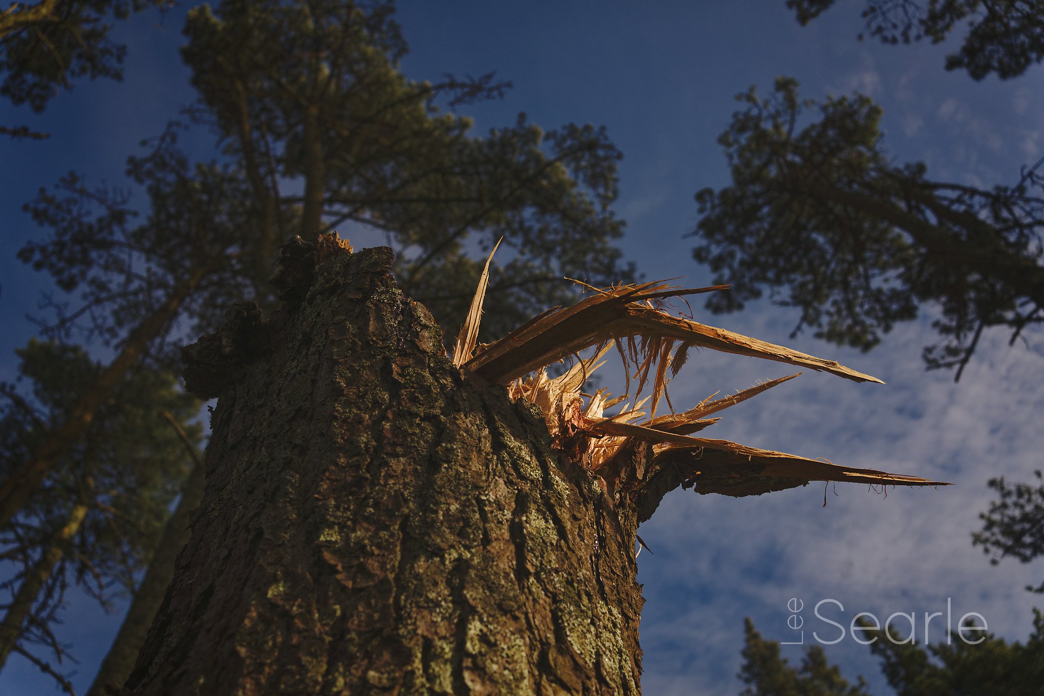 a walk at Friendship woods in cornwall after the storm winds 