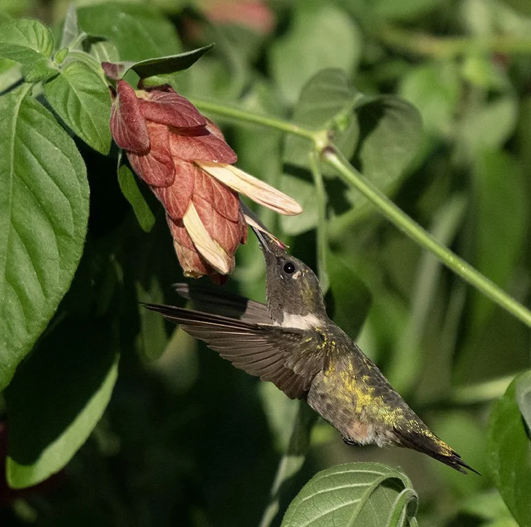 "Ruby Throated Hummingbird" - Sharlene P - Straight Out of the Camera- Award