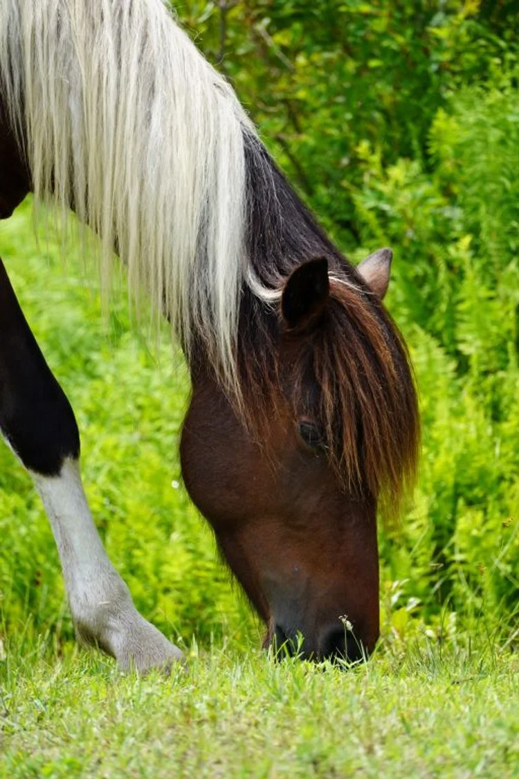 Nature - Image of The Month - Assateague Pony - Cindy B