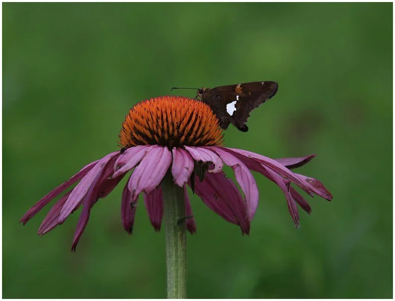 "What a Beauty" - Julia W - Nat A - Image of the Month