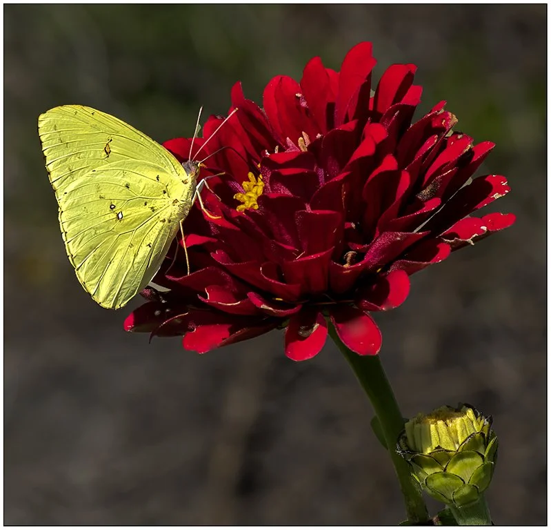 "Red and Yellow" - Sharlene P - Color A - Award
