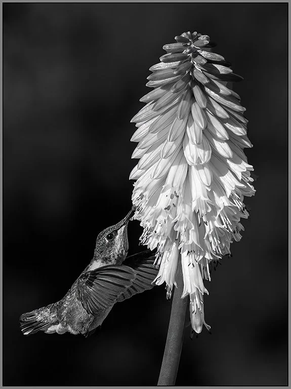 "Hummingbird on Red Hot Poker" - Sharlene P - Monochrome A - Honorable Mention