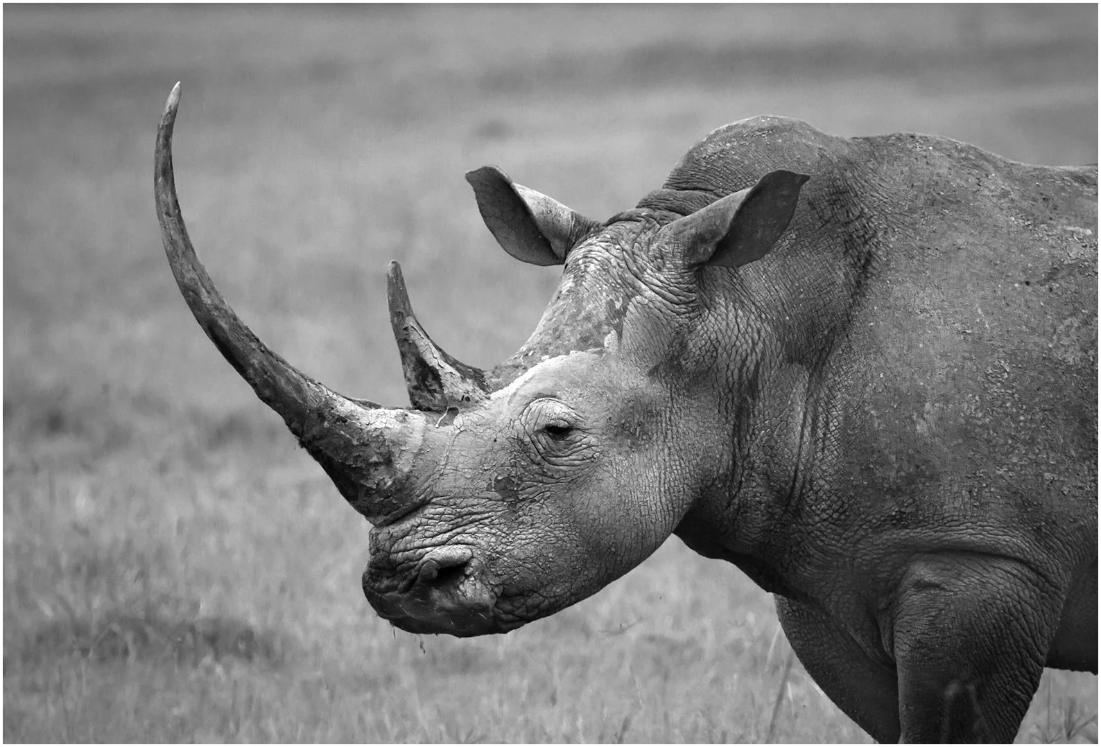 "Rhino" - Janet S - Monochrome A - Honorable Mention