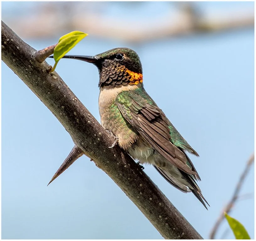 "Ruby throated Hummingbird" - Mark K - Nature A - Award