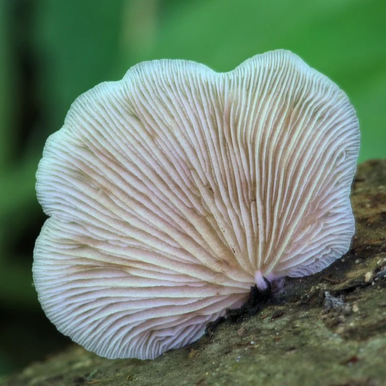 Nature - Image of The Month - Nature's Thumbnail - Hank P