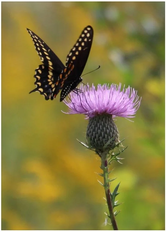 "Just Visiting" - Nancy E - Straight Out of the Camera - Image of the Month