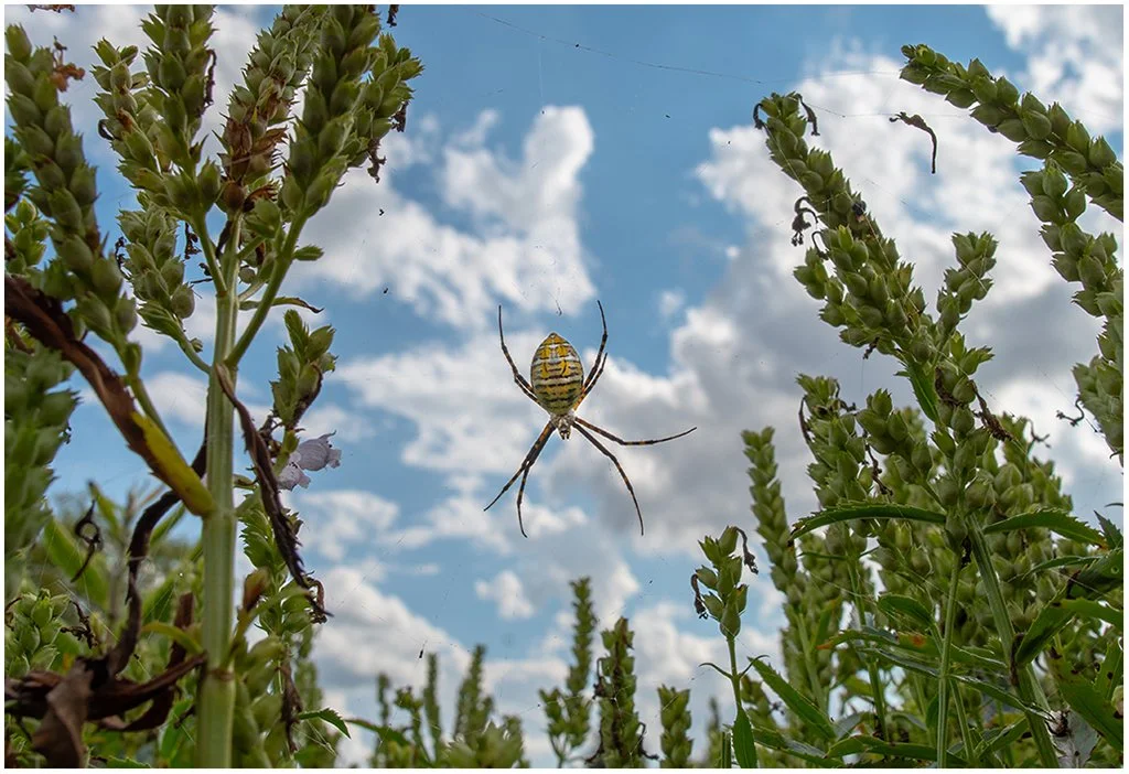 "Garden Spider" - Mark K - Color A - Award