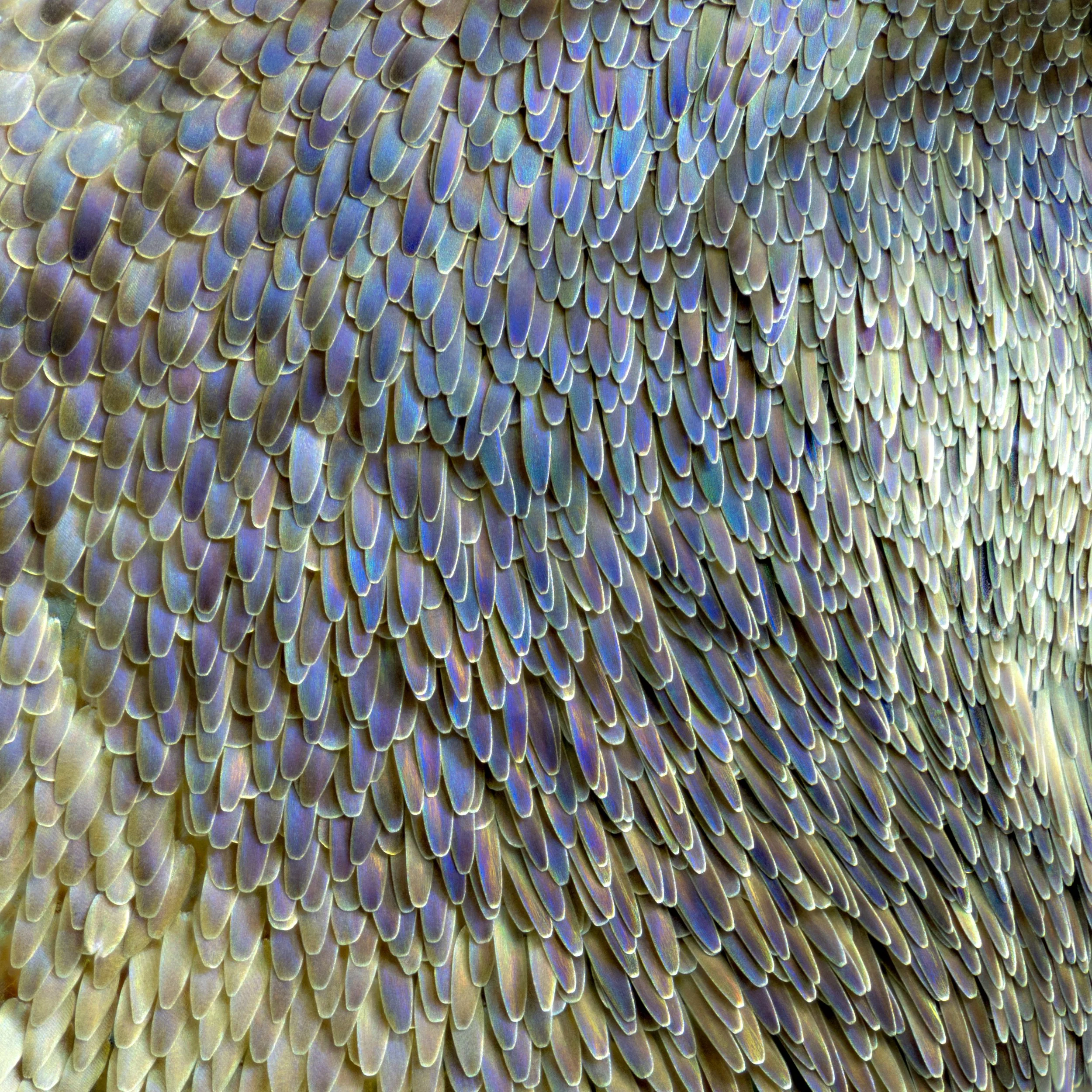 2025-12-20 15-49-23 (B,R2,S1)-Edit-2-Edit- Euphaedra eberti.jpg