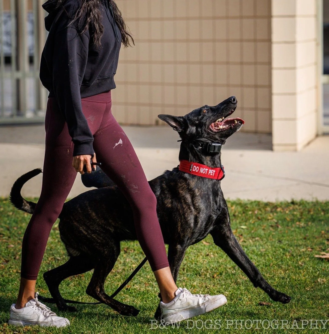 Protection Sport Dog. Trained Dutch Shepherds. Dutch Shepherd. Protection Dogs. Obedience Training