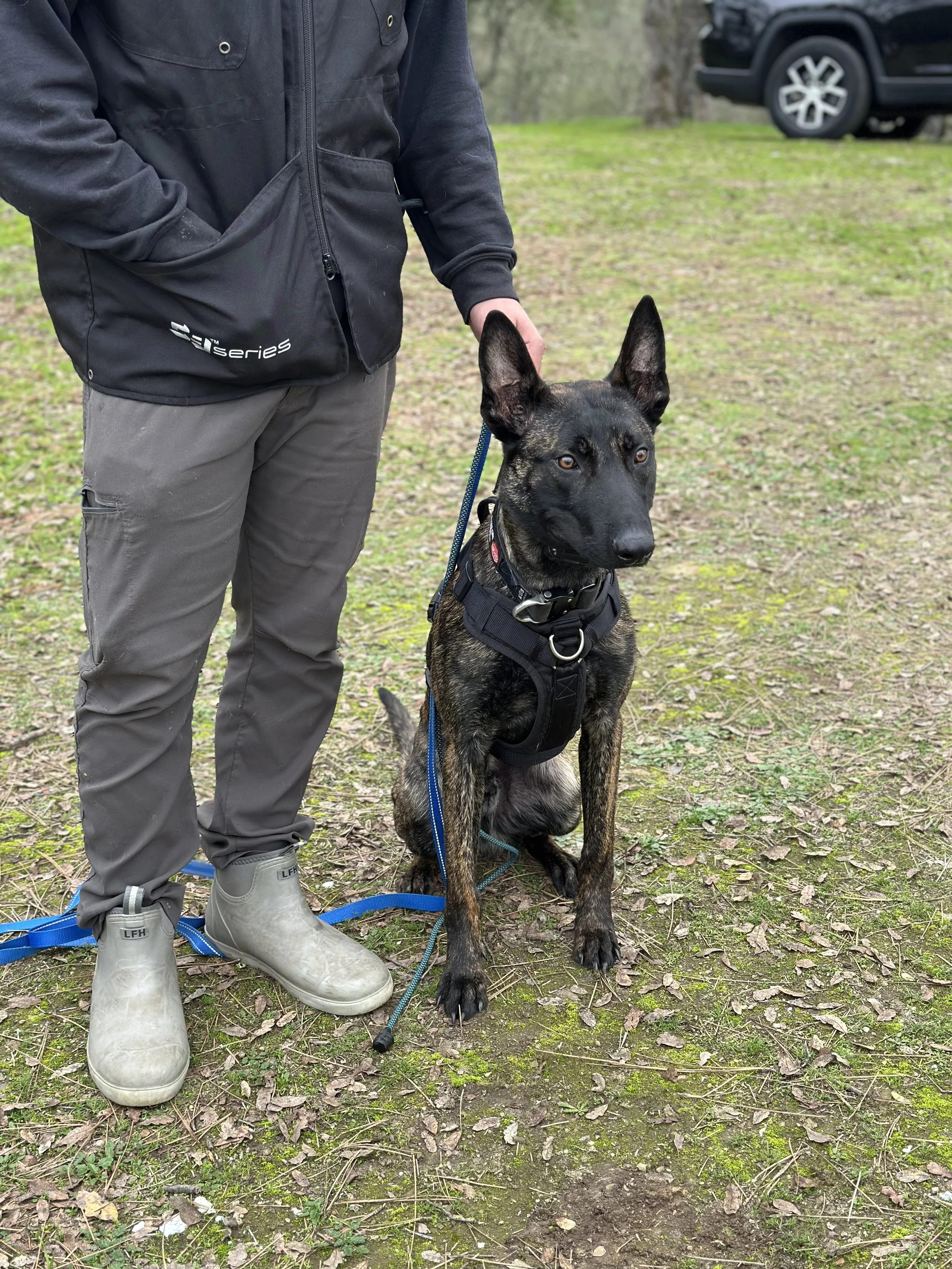 Protection Sport Dog Training. Protection Dog. Dutch Shepherds. Obedience Training. Protection Dog Training.