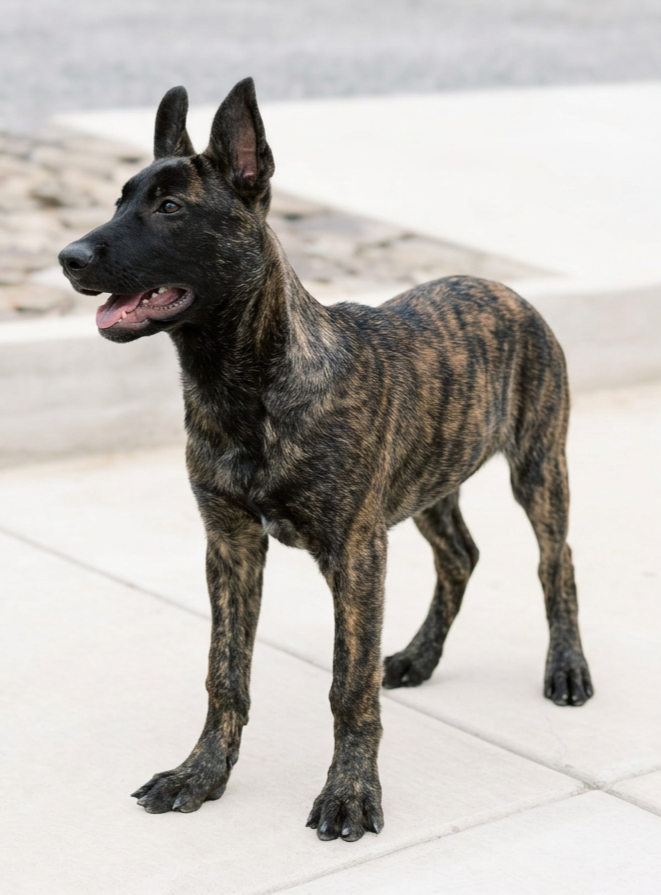 Dutch Shepherd puppies for sale, ethical dutch shepherd breeders, dutch shepherd breeders in CA