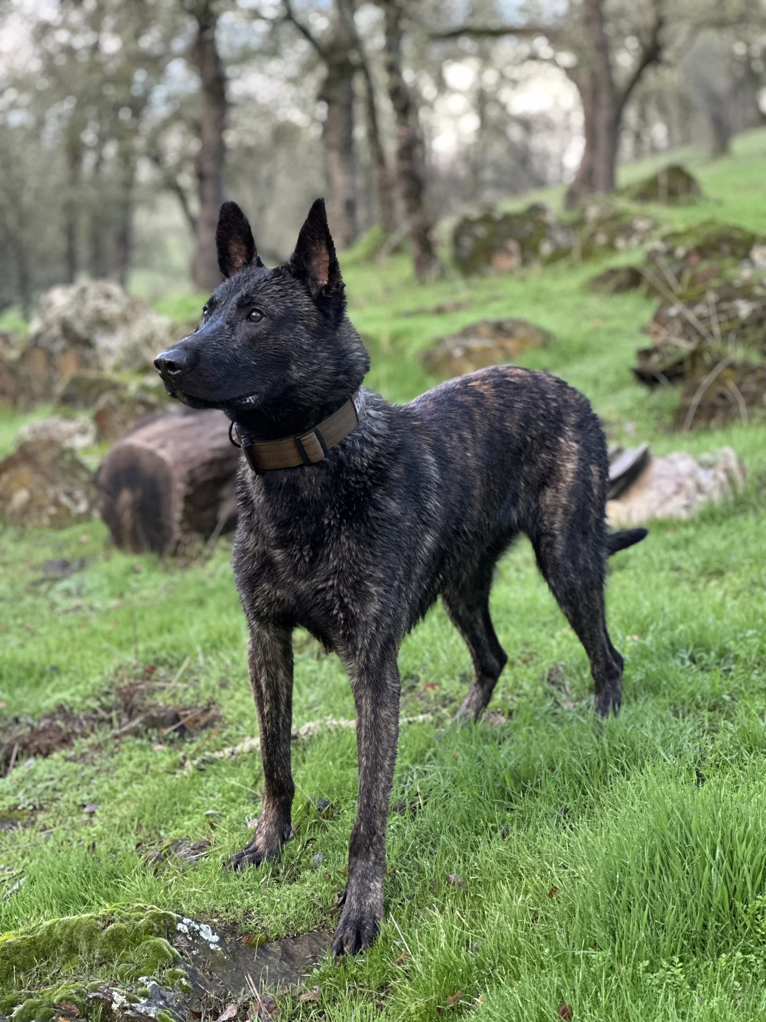 Dutch Shepherds for sale, dutch shepherds in California, protection dogs for sale, best Dutch Shepherd breeder, ethical breeder of dutch shepherds