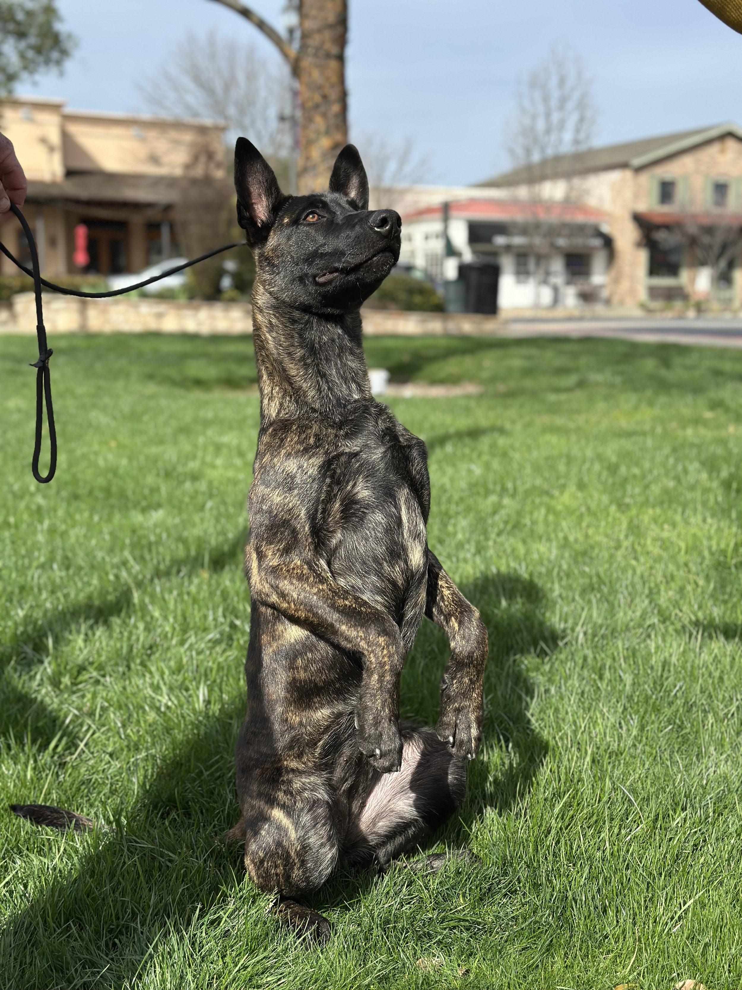 dutch shepherd. Training for my dutch shepherd. Puppy Training Programs. Puppy Training Classes. Best Dog Trainers near me. Copperopolis Dog Trainers