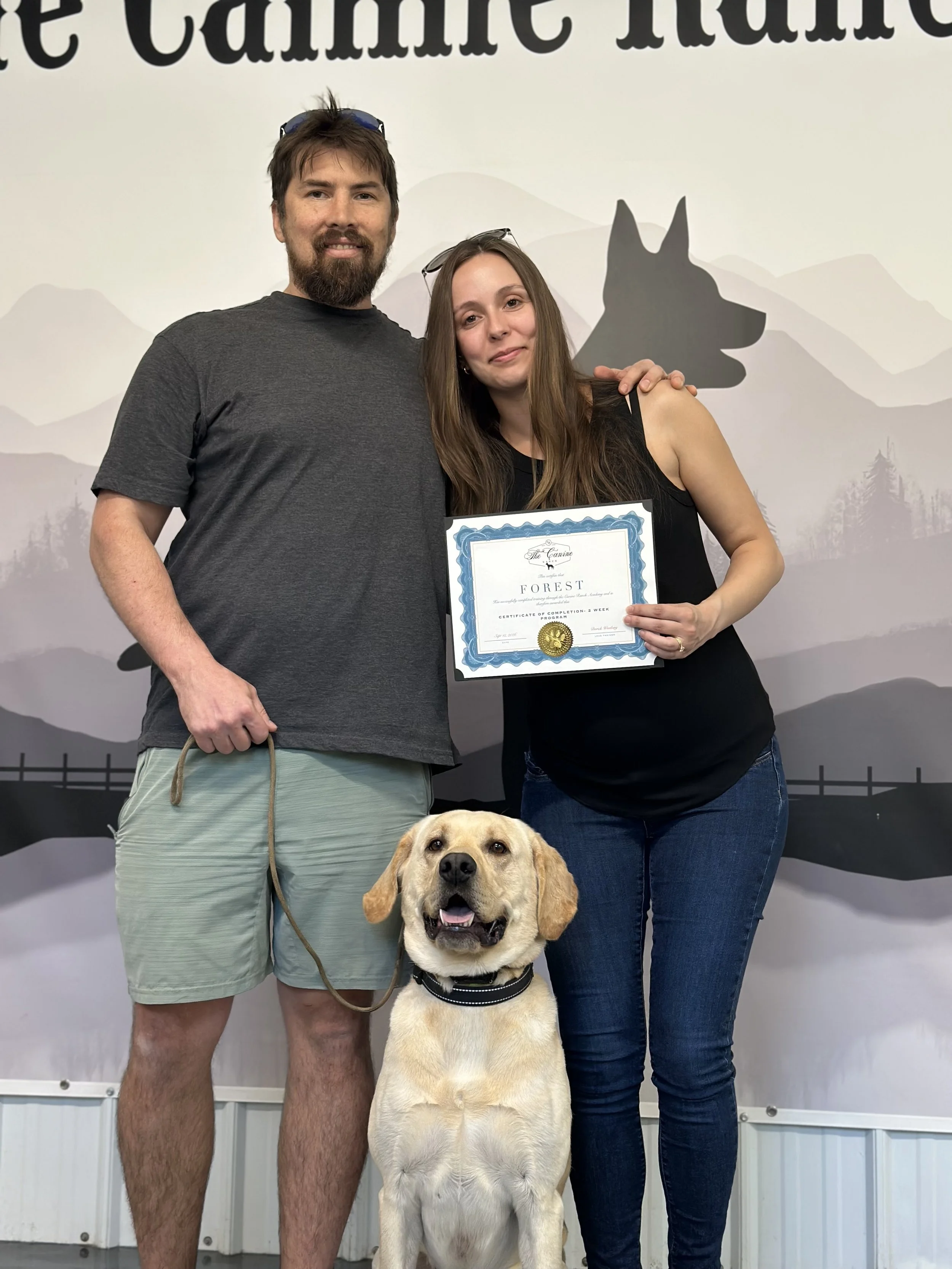 Yellow Labrador Retriever graduate of the canine ranch CA board and train program, demonstrating improved obedience and calm behavior around distractions and reactivity