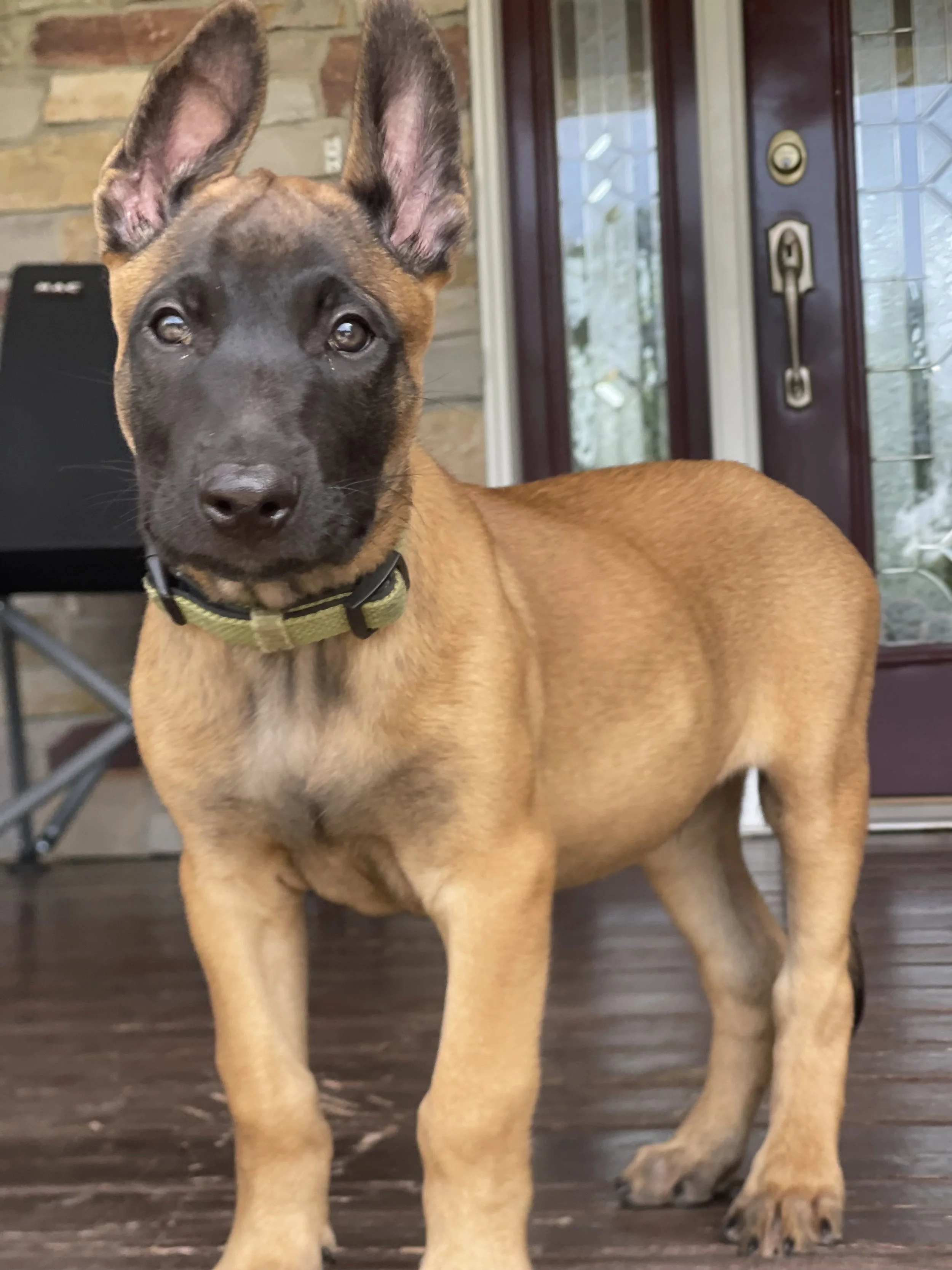 Dutch Shepherd breeders, Malinois X, Dutch shepherd puppies for sale