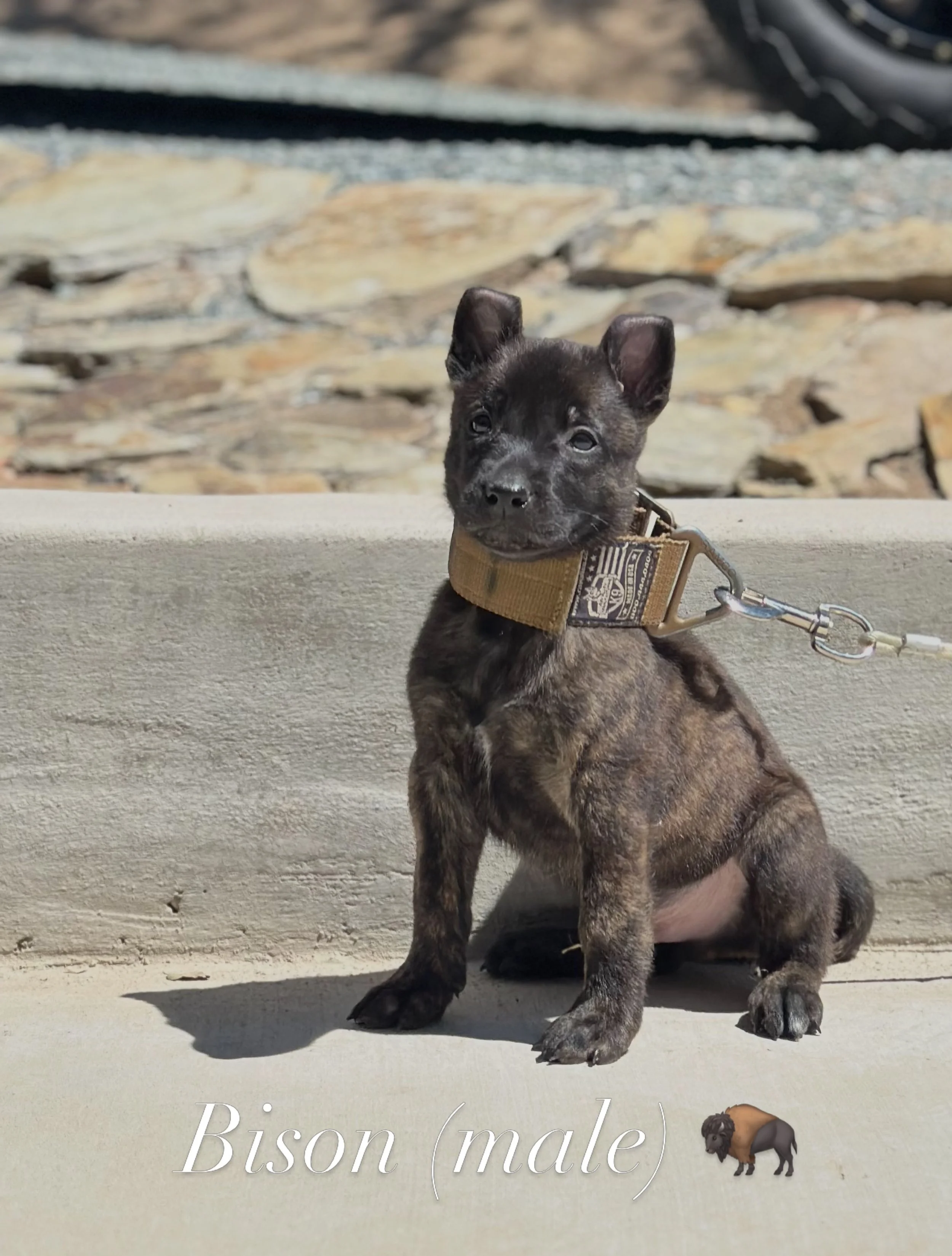 Dutch Shepherd puppies for sale, available dutch shepherds, dutch shepherds for sale near me