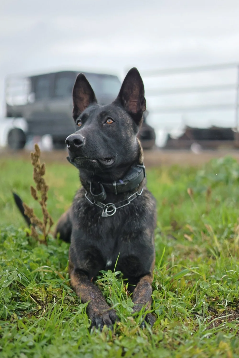 dutch shepherd for sale, dutch shepherd, protection dogs for sale, family protection dogs, available dutch shepherds, best dutch shepherds for sale, dutch shepherd females available, trained dutch shepherds, adult dutch shepherds for sale