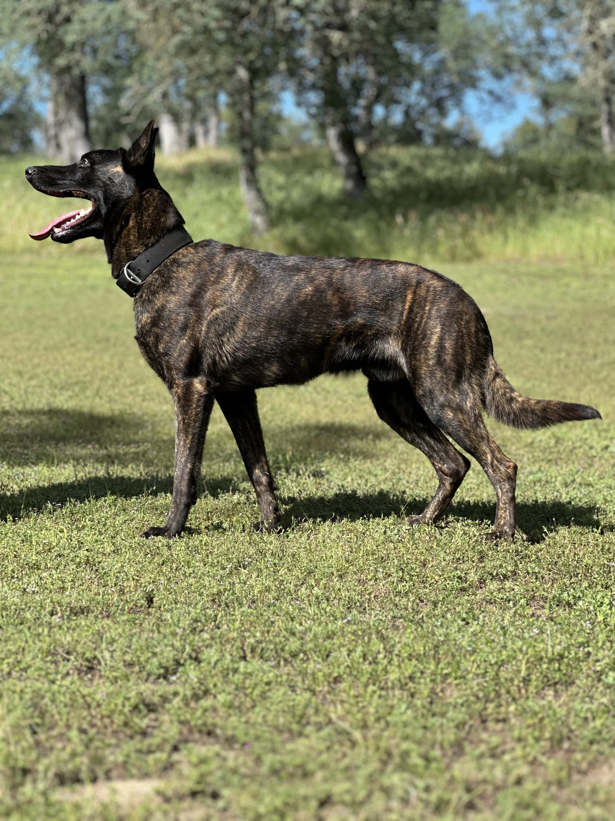 Dutch Shepherd. Dutch Shepherds for Sale. Trained Dutch Shepherds. Protection Sport Dogs for sale. Available Dutch Shepherd. Working Line Dutch Shepherd for sale. Protection Dog for sale.