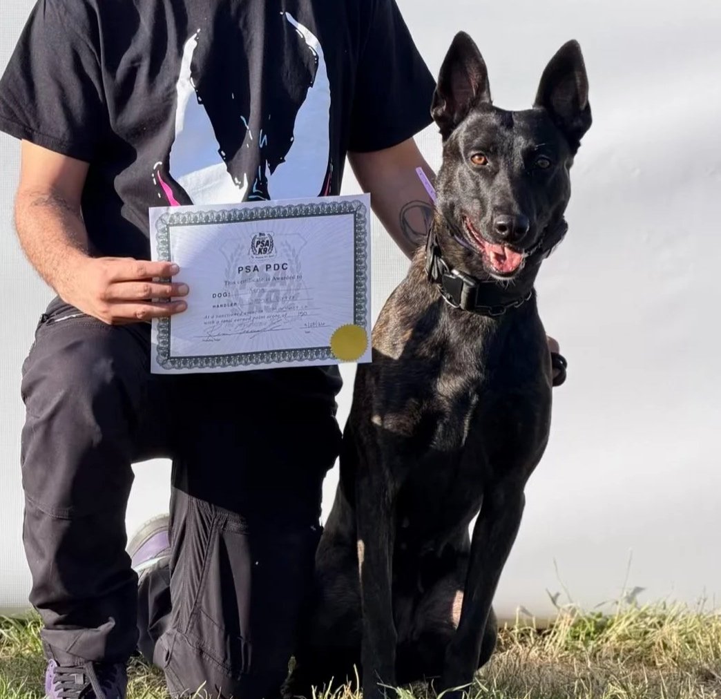 Trained Dutch Shepherds for sale. Dutch Shepherd. Titled and Heath Tested Dutch Shepherds.