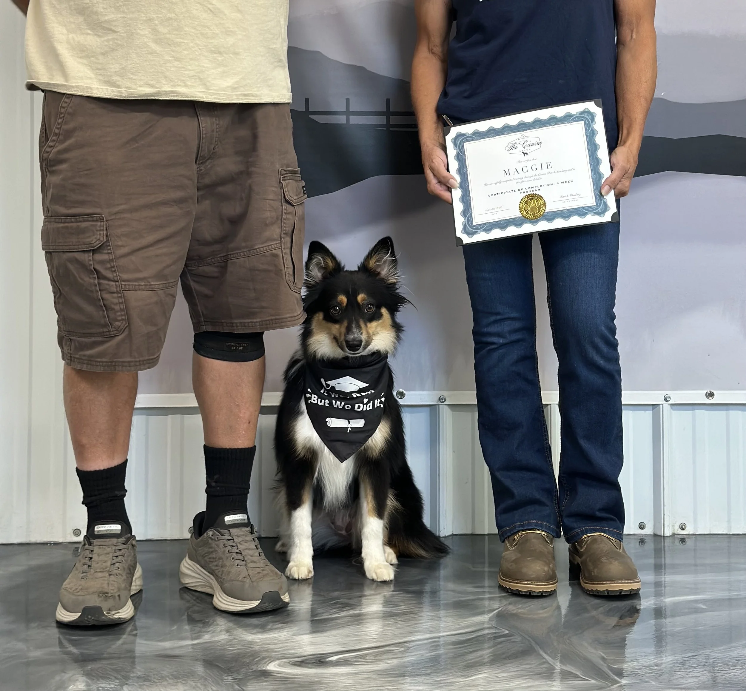 Aussie Corgi mix Maggie graduation from a 4-week board and train program after improving impulse control, obedience , manners, and off leash reliability. Behavior Modification training. Off-Leash Recall.