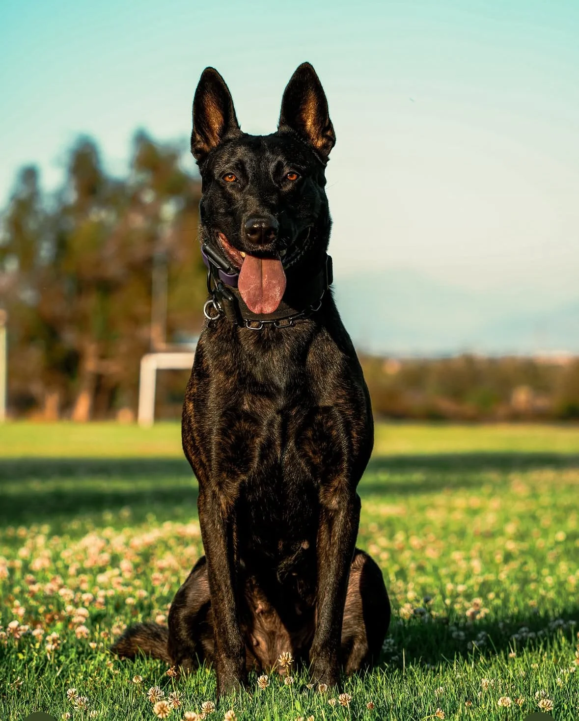 Dutch Shepherds, Dutch Shepherd breeders, ethical breeders, California dutch shepherds, Titled and Health Tested Dutch Shepherds