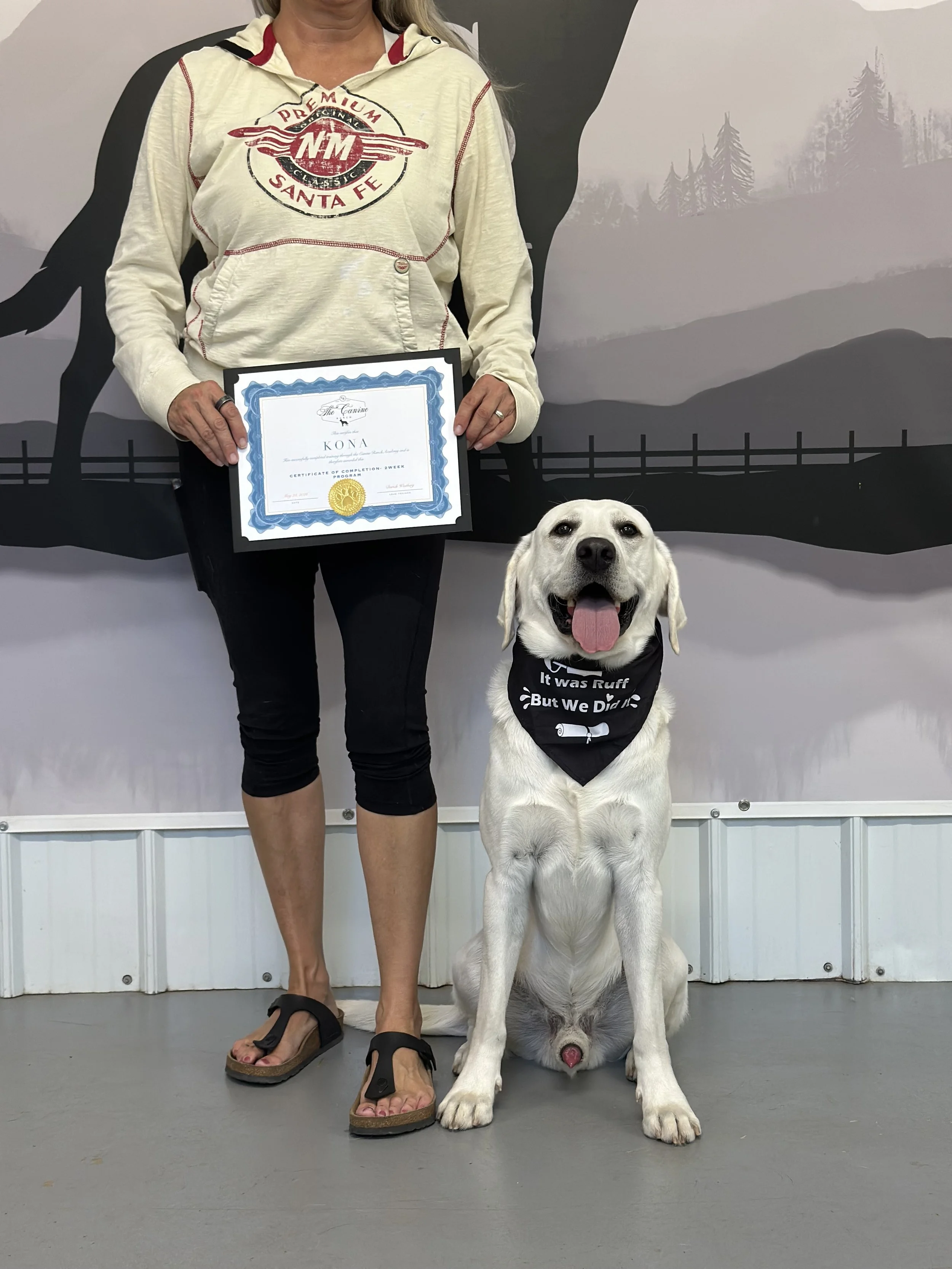 Labrador retriever graduating from board and train obedience program in Copperopolis, California. Off-leash obedience board and train graduate with professional training at the Canine Ranch CA. 