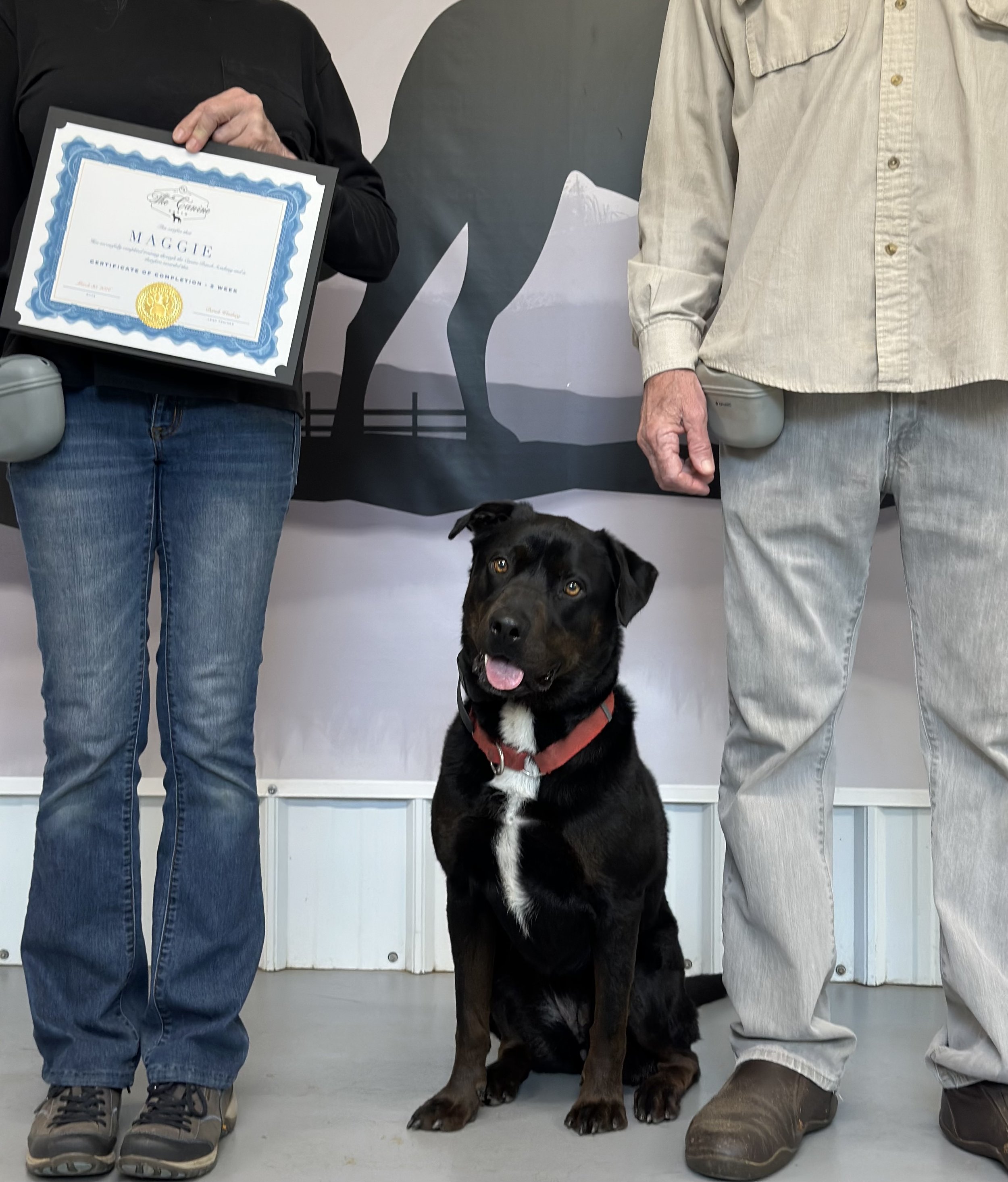 Rottweiler Mix Rescue Training. Dog Trainers that specialize in Rescues. Best Rescue dog Trainers. Dog Trainers near me. Board and Train. Rescue and Rehabilitation dog training.