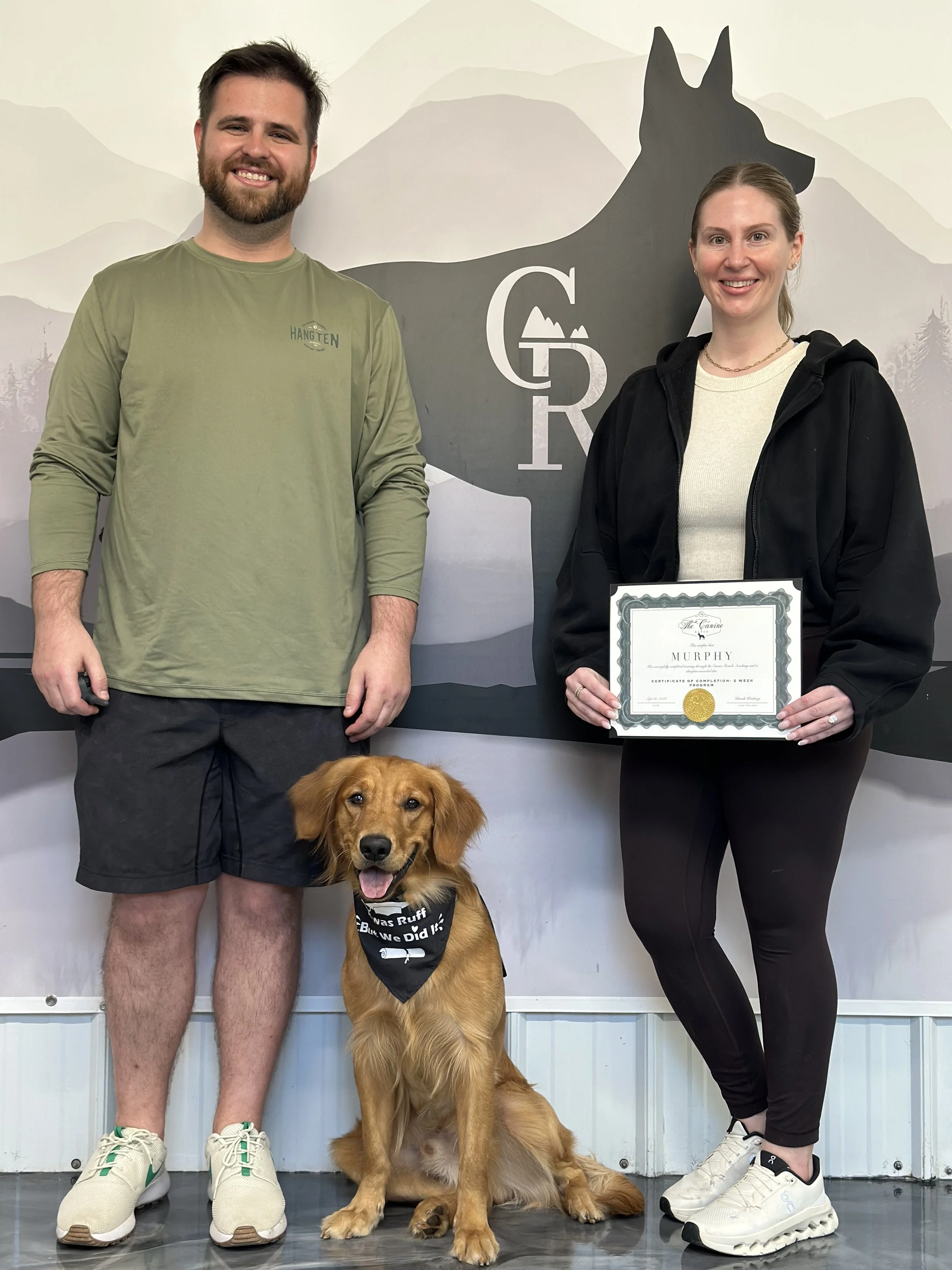 Young Golden Retriever Murphy after completing board and train dog training in Copperopolis CA, with improved leash manners, recall, obedience, and off-leash skills
