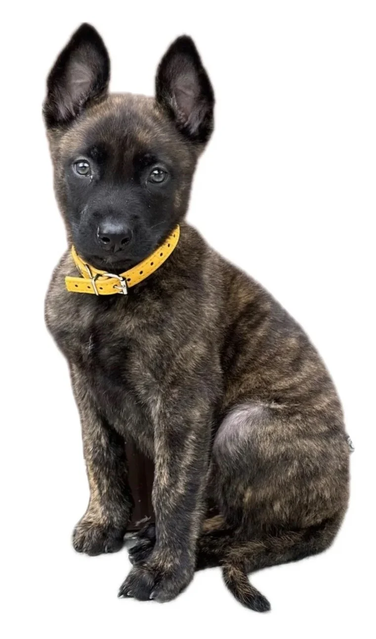 Dutch Shepherd Puppy, Dutch Shepherd Puppies, best dutch shepherd breeder, health tested dutch shepherd puppies
