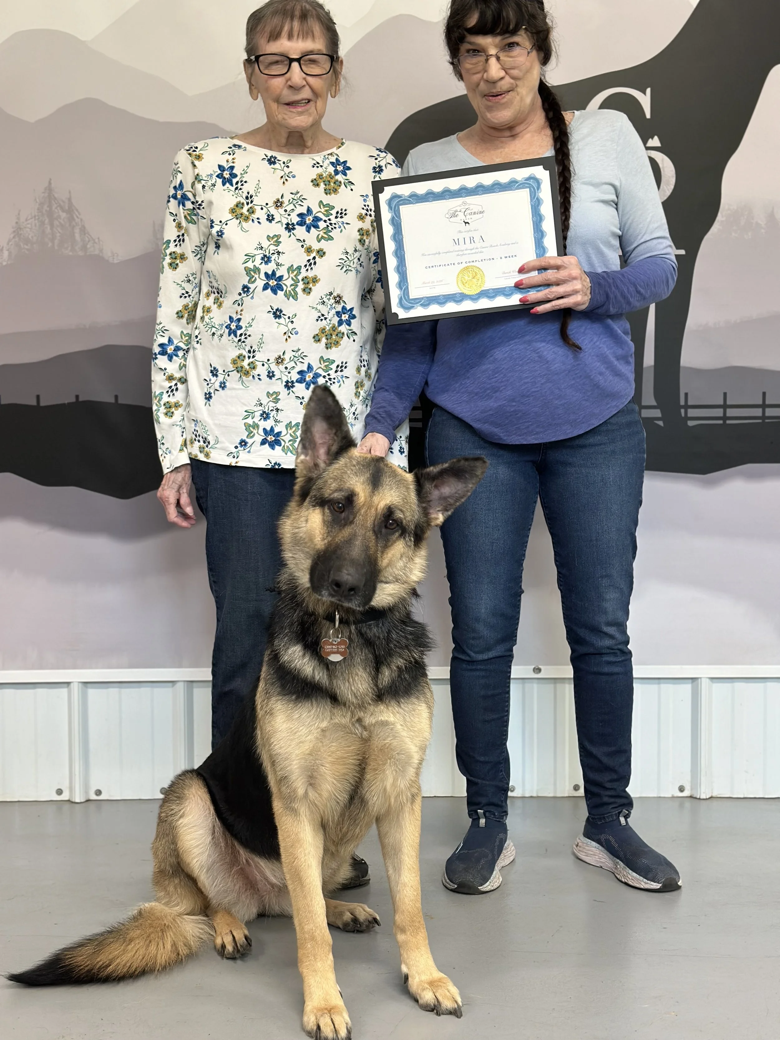 German Shepherd Rescue Training. German Shepherd Trainers. Best German Shepherd Trainers. Dog Trainers near me. Board and Train. Rescue and Rehabilitation dog training.