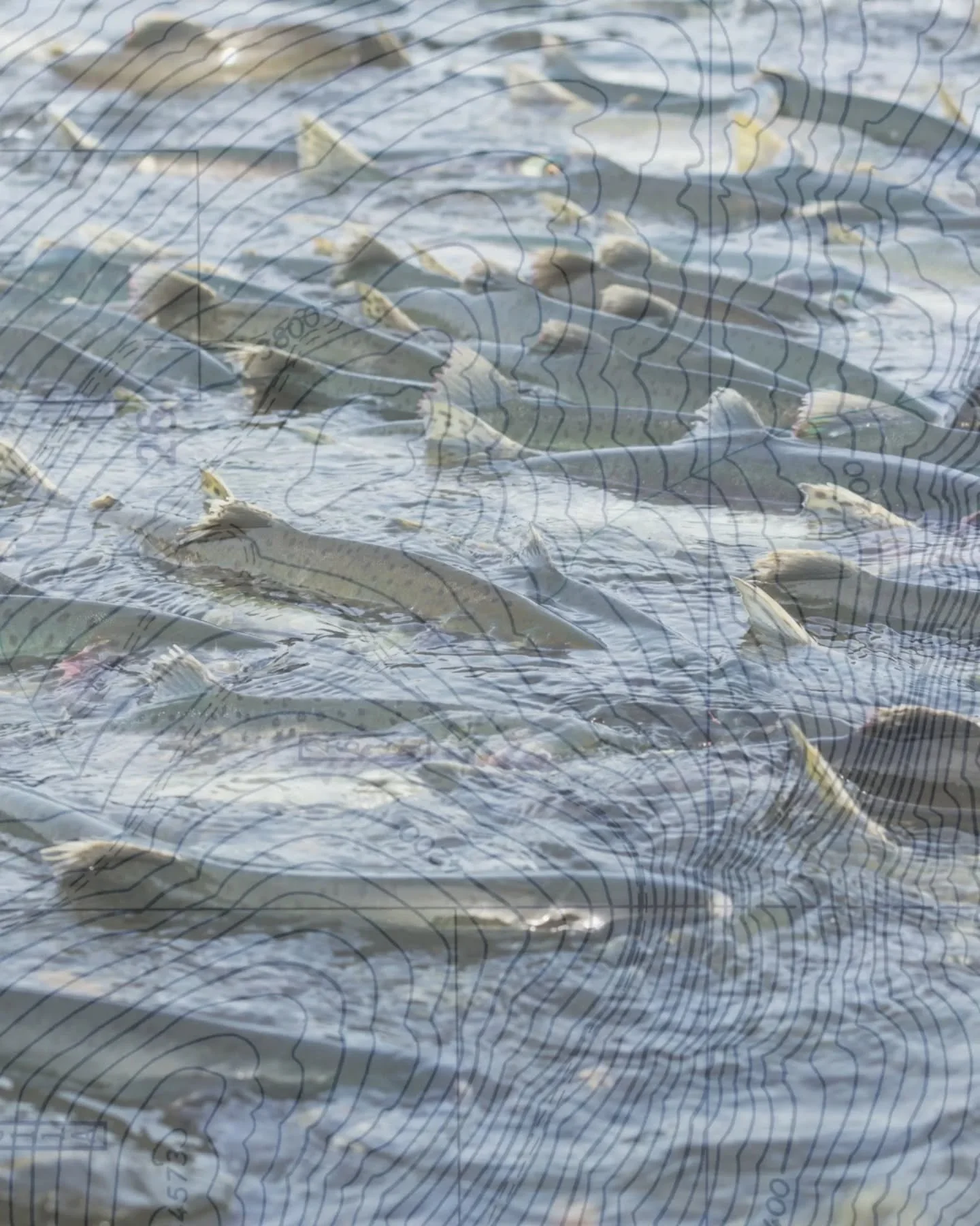 Once upon a time, we dreamt of a big Salmon Tour... Going on the road to show @thewildfilm, and meet with our salmon-loving friends around the country. But 2020 had other plans...
This time around, we would love to come and meet you all with @theturn