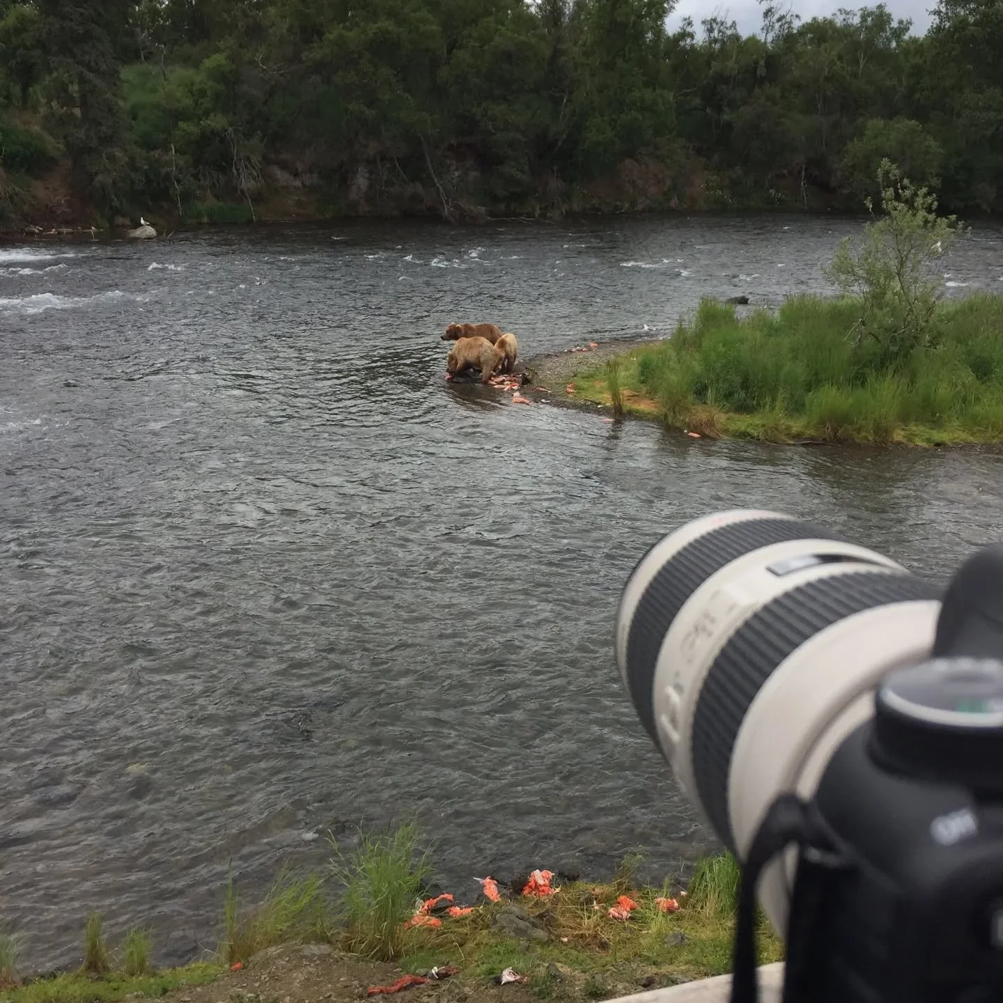 Brooks Falls bears are a different breed...
Shots by @markdtitus