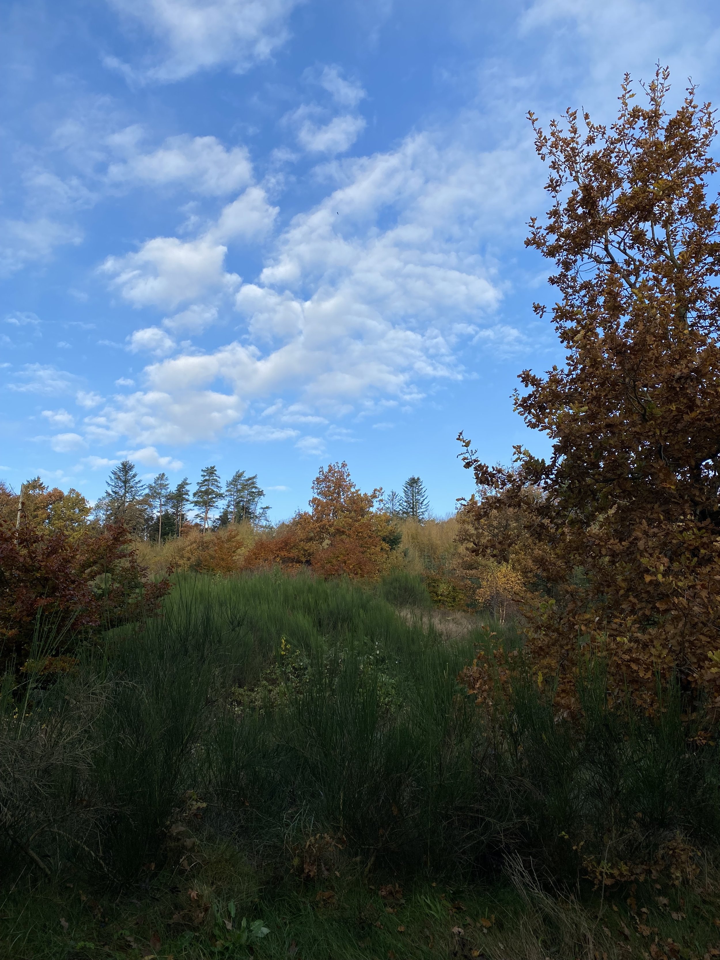 IMG_2599.jpeg