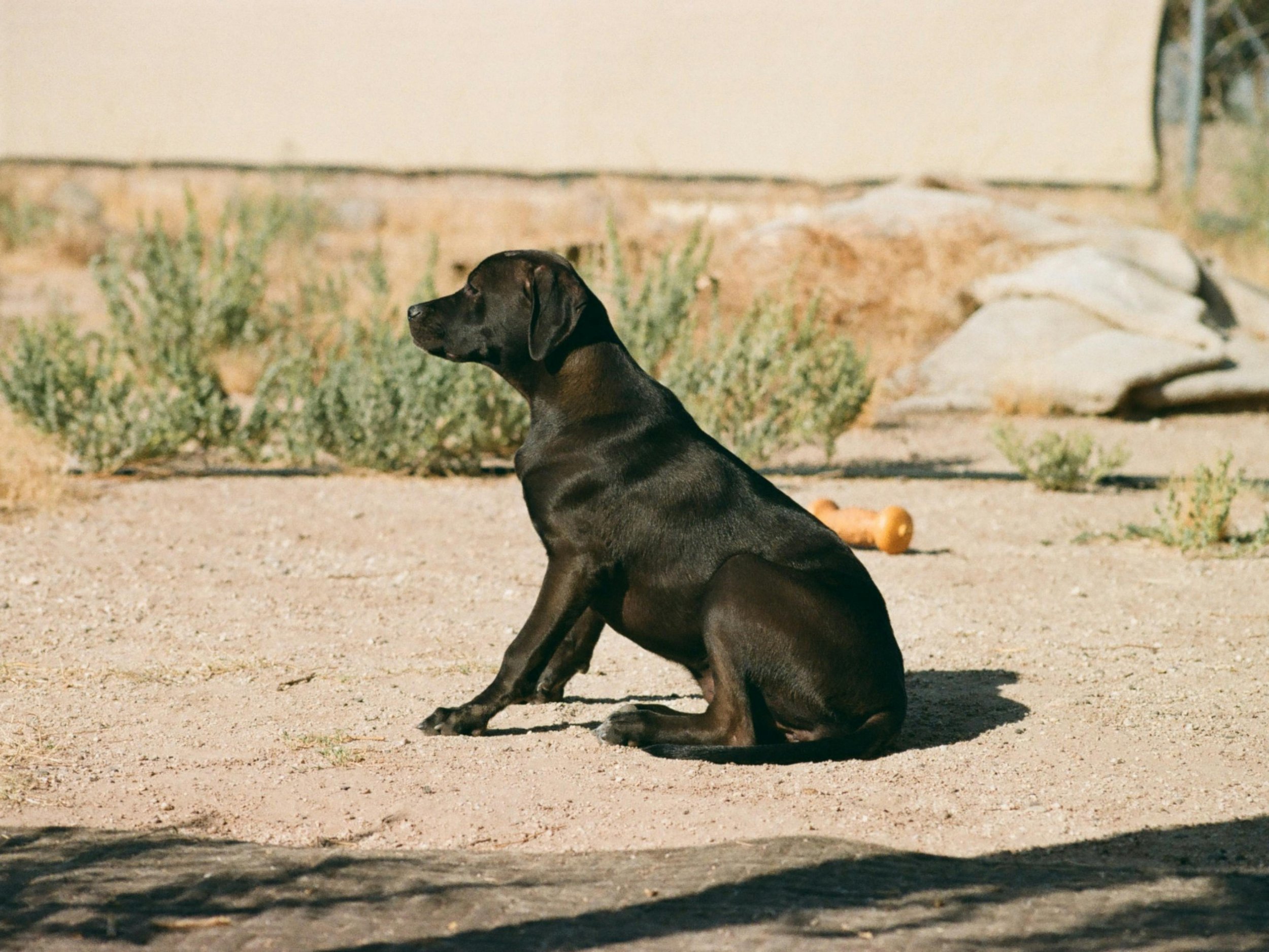 Beat the Heat: How to Exercise and Train Your Dog in Phoenix's Extreme Summer Weather