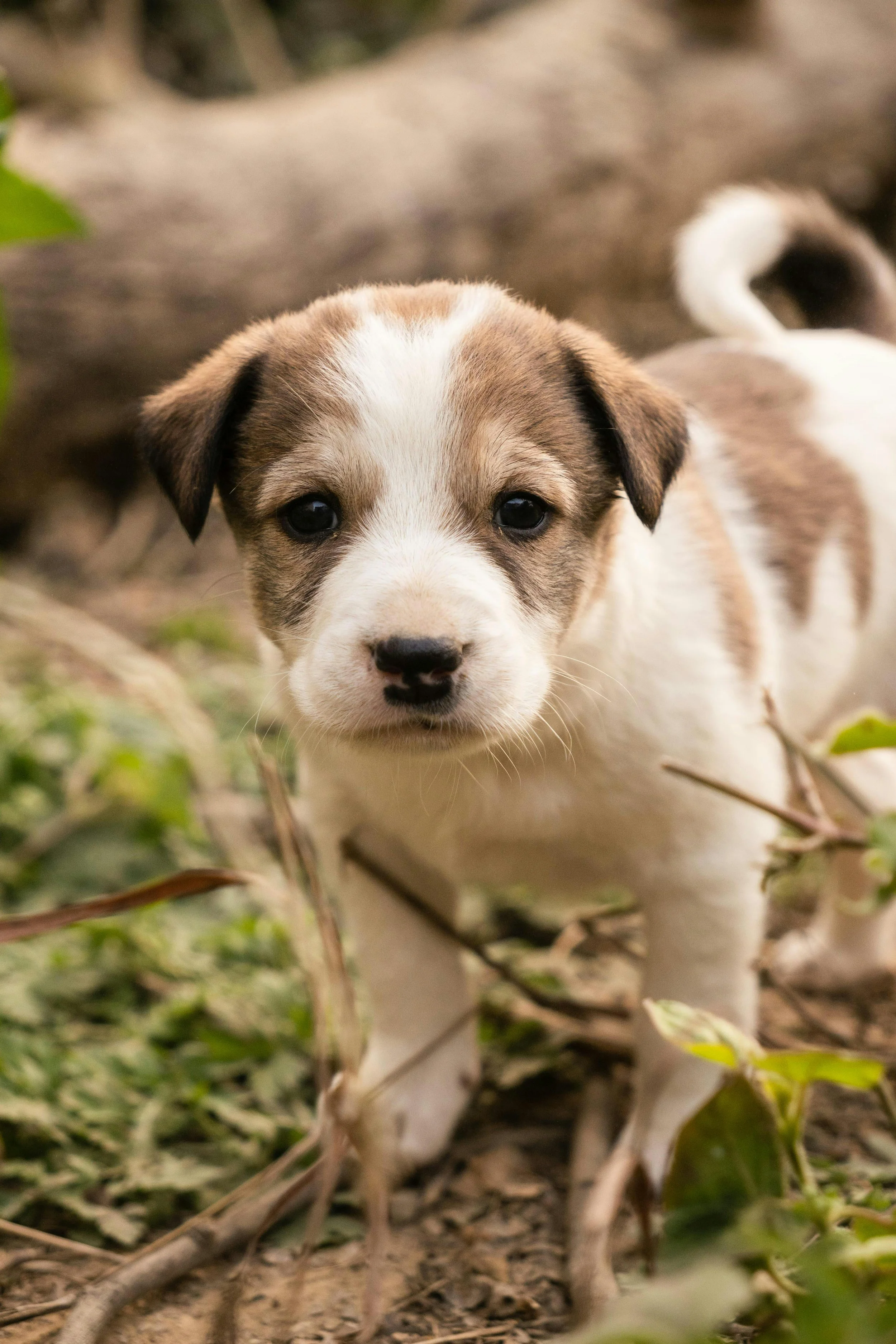 Puppy's First Year in Phoenix: A Month-by-Month Training and Socialization Guide