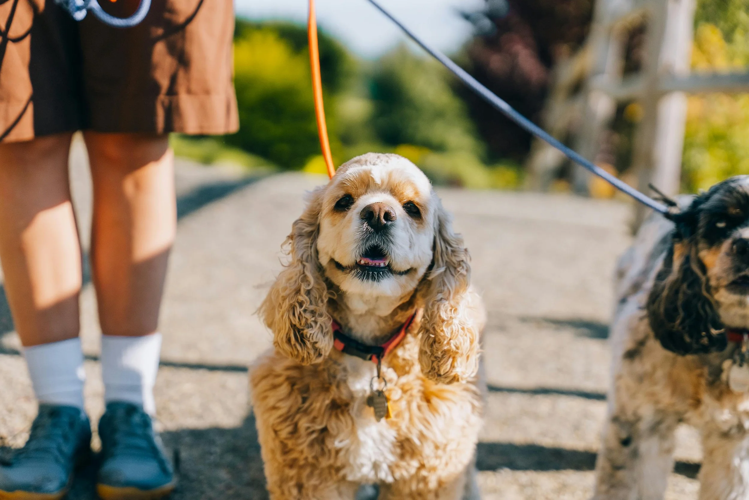 Desert Walks and Wagging Tails: Why Aloravita in Peoria, AZ Is a Dream for Dog Owners
