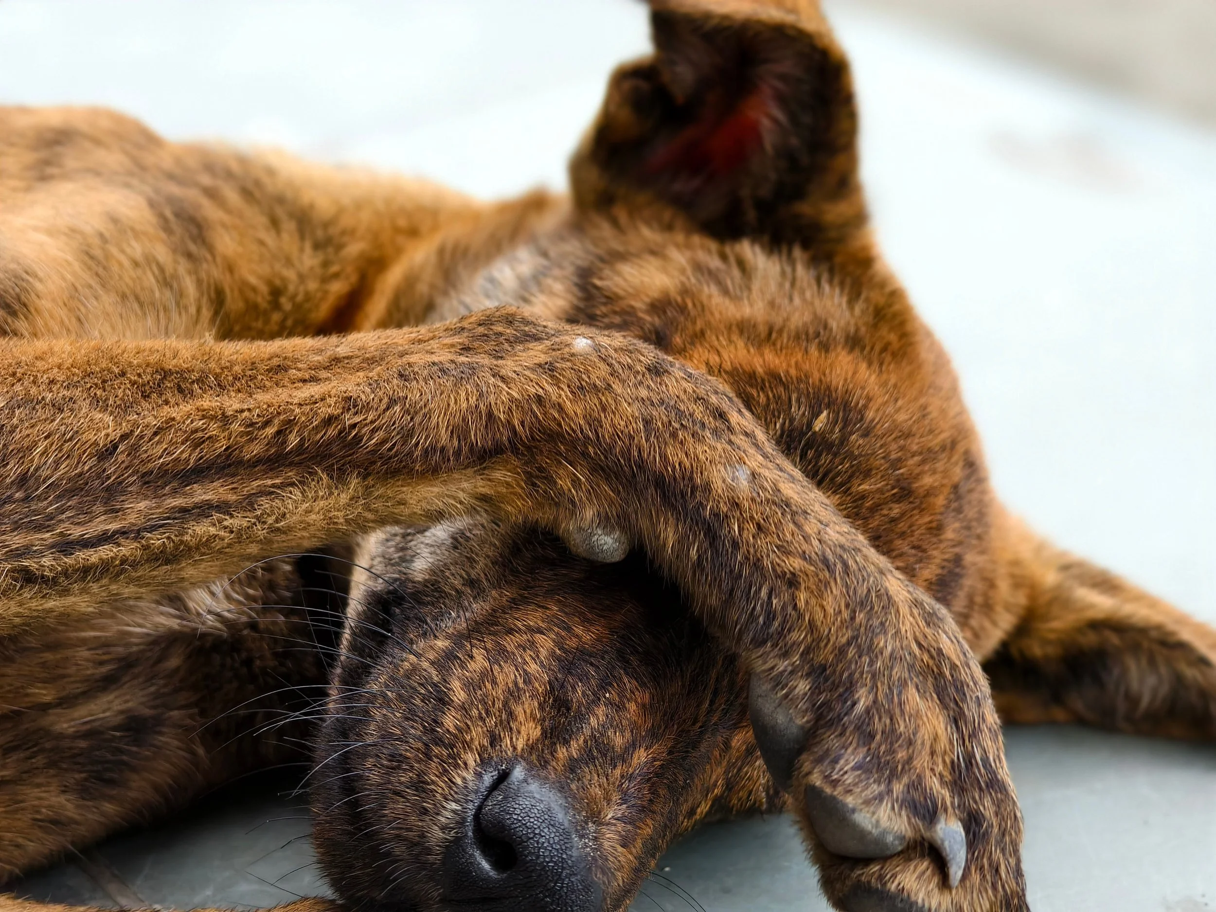 5 Common Dog Behavior Problems — and How Professional Training Can Fix Them