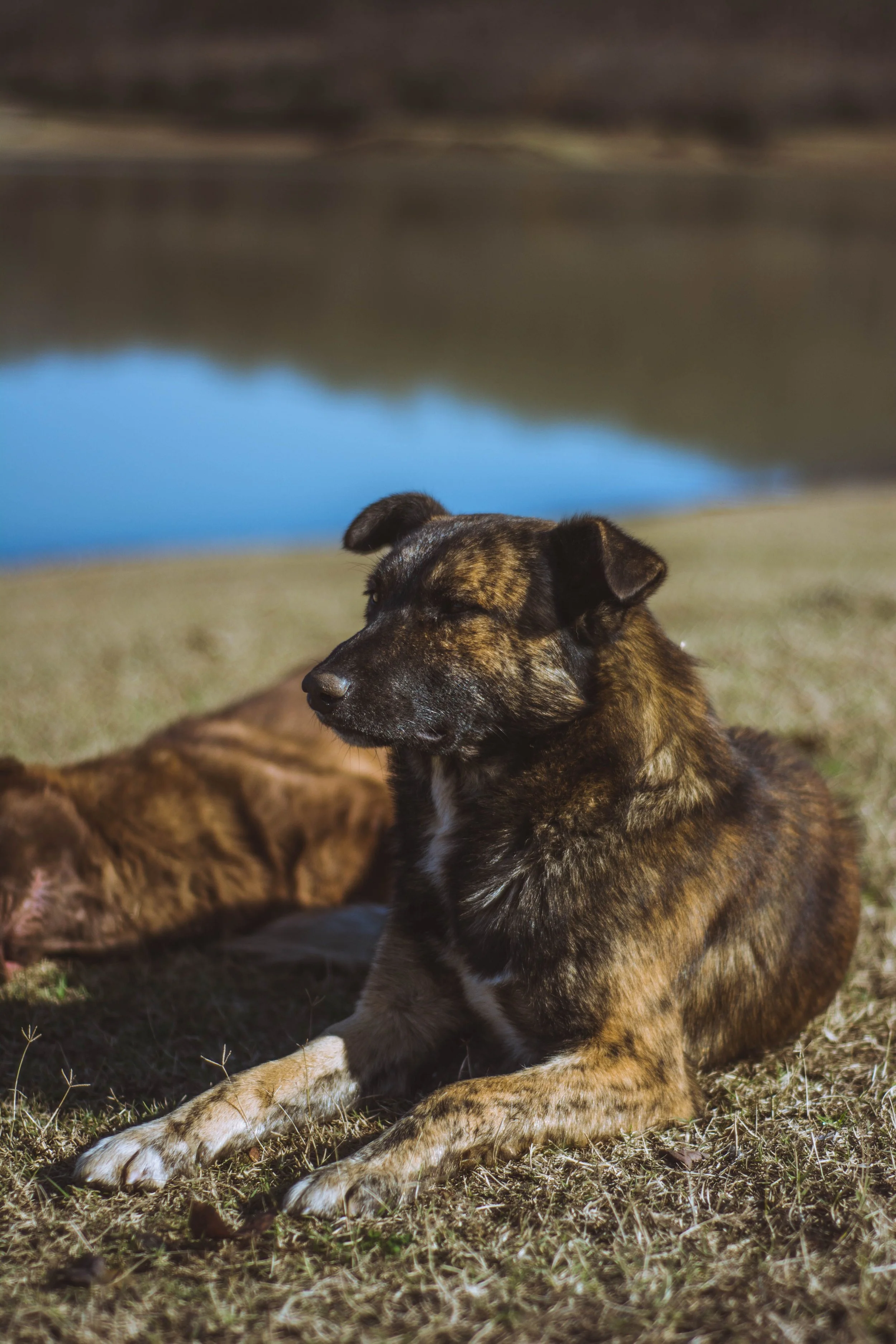 Life on the Lake: Why Arrowhead Lakes Is a Wonderful Community for Dogs