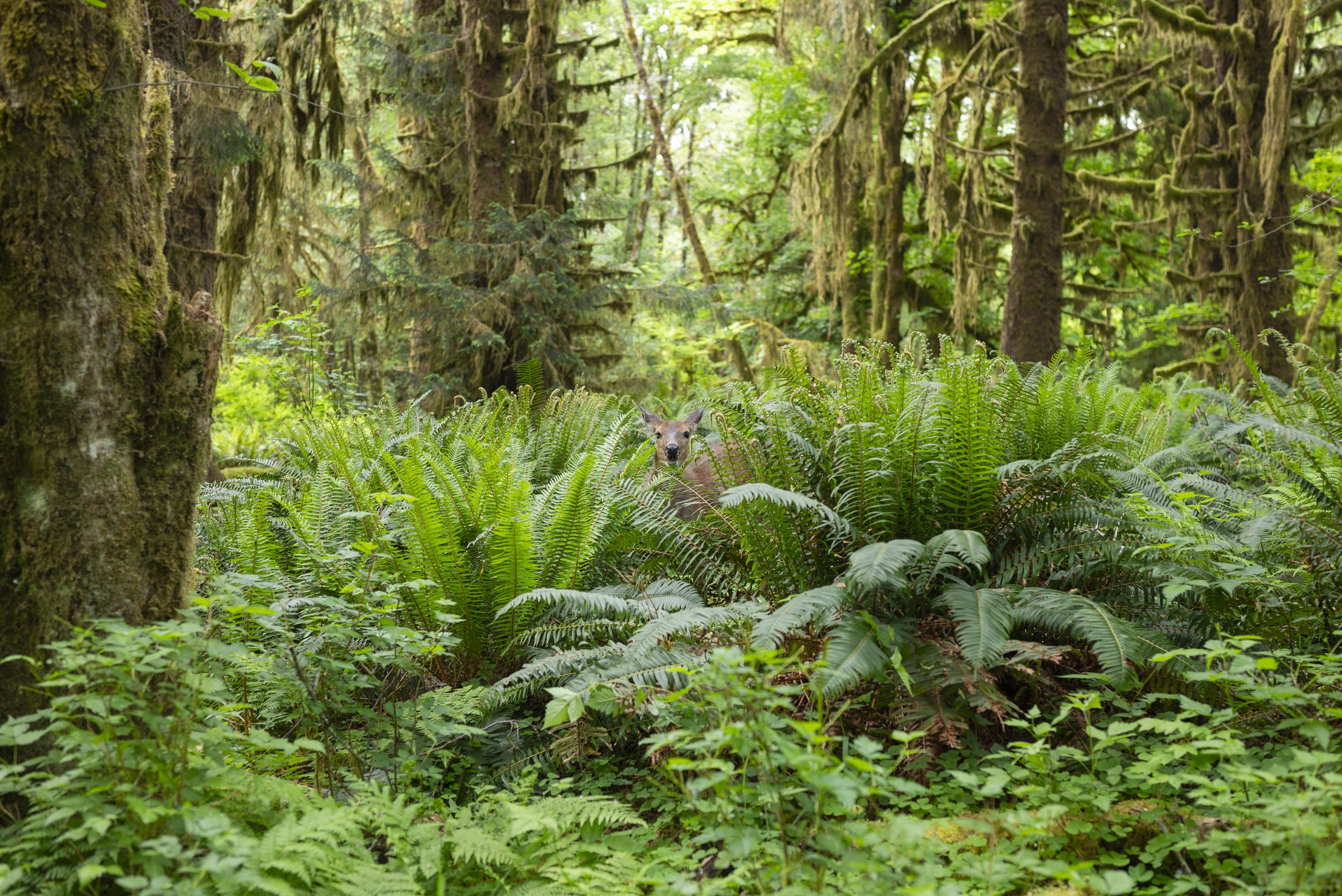 A deer grazes outside of Hoh Rainforest in Olympic National Park on May 23, 2026.