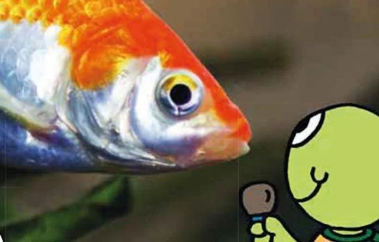 Besonderes über Fische