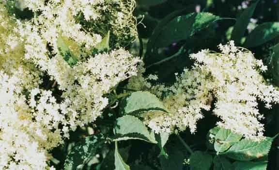 Onkel Emils Holunder-Sirup