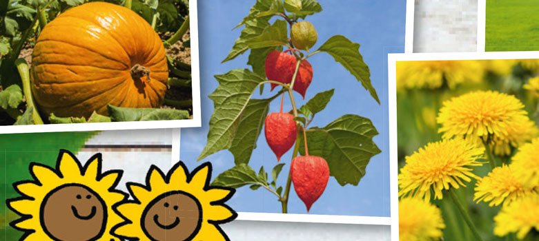 Vom Samen zur Pflanze